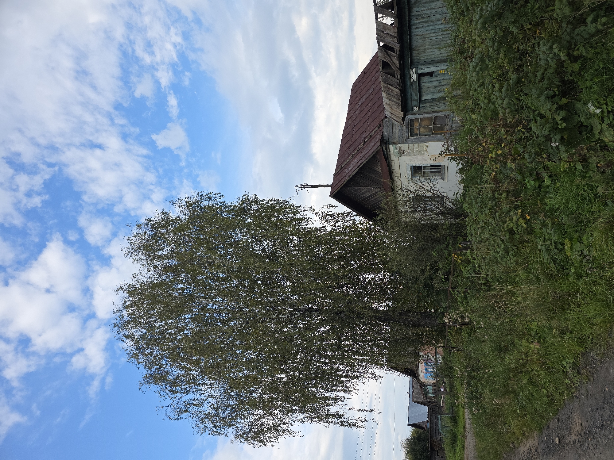 The image depicts a rural scene in Magnitka, Russia, characterized by a dirt road in the foreground leading towards a collection of weathered wooden structures. A large, leafy tree, likely a birch, dominates the left side of the frame, its branches reaching towards a sky filled with scattered white clouds against a pale blue backdrop.
To the right of the tree, a modest, aging house with a rusty metal roof is visible. The house appears to be constructed of wood and plaster, showing signs of wear and tear. Adjacent to the house is a dilapidated wooden structure, possibly a shed or outbuilding, with a broken roof. A weathered fence with faded blue paint separates the immediate area around the house from the overgrown vegetation.
The vegetation in the scene is abundant and somewhat wild, with tall grasses and leafy plants encroaching on the structures and the edge of the road. In the background, further down the road, more houses with simple roofs and fences can be seen, suggesting a small, sparsely populated settlement. Power lines are strung across the upper left portion of the image, indicating the presence of basic infrastructure. The overall impression is one of a quiet, perhaps slightly neglected, rural environment in the Russian countryside.