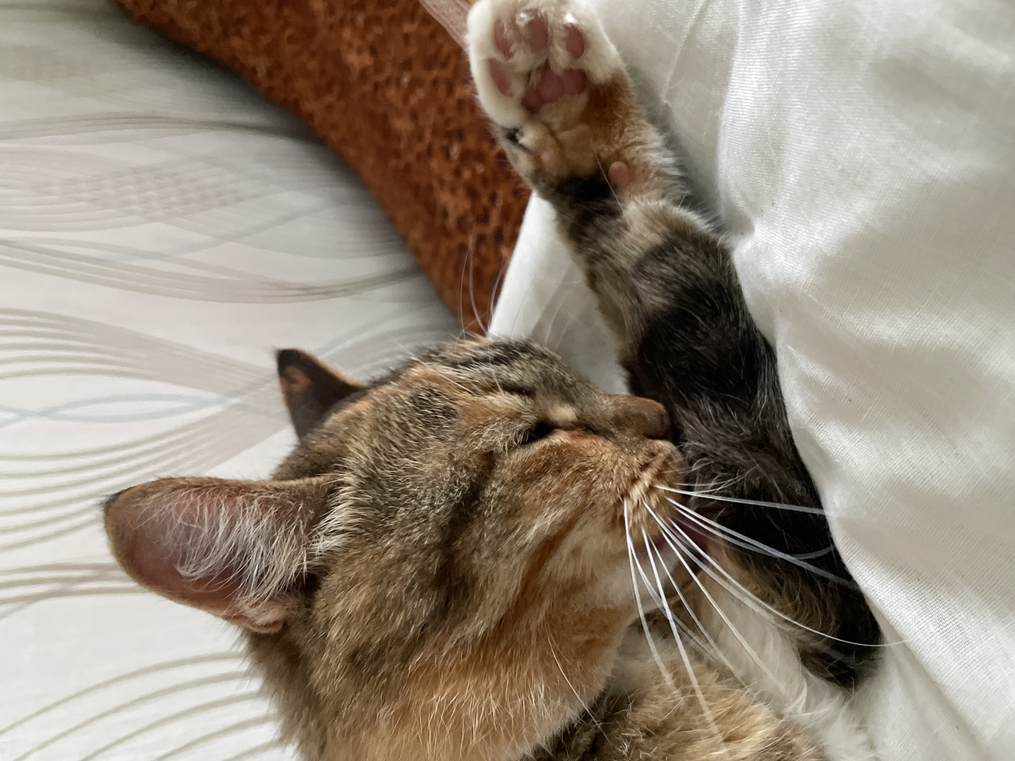 A tortoiseshell cat is grooming its tail while lying on a white surface, possibly a bed or couch. The cat's fur is a mix of brown, orange, and black. Its eyes are closed, and its tongue is visible as it licks its tail. A portion of the cat's paw, with pink toe beans, is also visible. The background consists of a patterned wall and a textured brown object, possibly a cushion or blanket. The image appears to be taken indoors, in a domestic setting, in the city of Дресвяново, Russia.