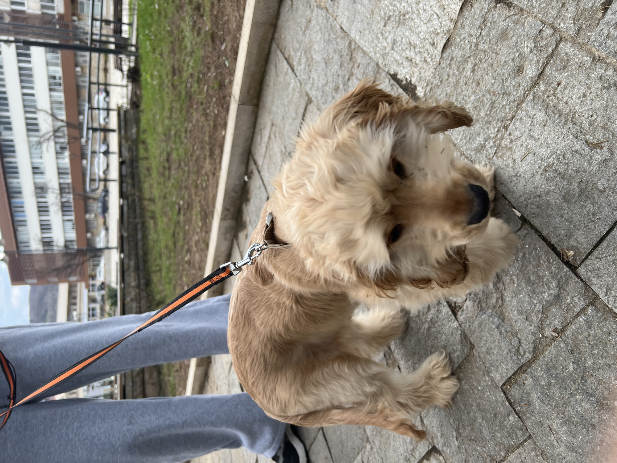 The image displays a light brown and cream-colored dog, possibly a Cocker Spaniel, walking on a paved surface in Berkovitsa, Bulgaria. The dog is wearing a brown collar or harness connected to a black and orange striped leash, which is held by a person whose lower body is partially visible, dressed in grey sweatpants and black sneakers. The dog's fur around its eyes and nose contains minor debris. The ground consists of grey, irregularly cut stone pavers. To the right, a low concrete curb separates the paved path from a sparsely vegetated grassy area with visible soil patches. Further back in the grassy area, a brown park bench is discernible. In the background, a multi-story building with a distinctive white upper facade and a brown base section is prominent, behind which blurred vehicles are present on a street. Distant mountains are visible on the left horizon, and the sky appears overcast. The scene depicts an outdoor urban park or public walkway environment.