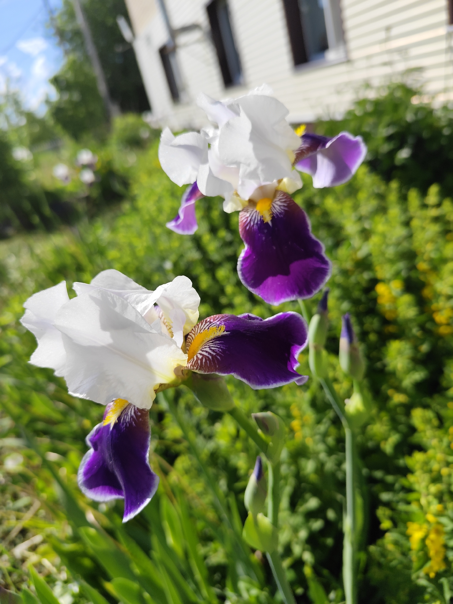 Two white and purple irises are in focus in the foreground. Green foliage surrounds them, and some small yellow flowers are scattered among the green. A blurred building with white siding and dark windows is visible in the background, along with green trees and a patch of blue sky. The scene appears to be in a garden or yard. There is no indication of the city of Фоки, Russia.