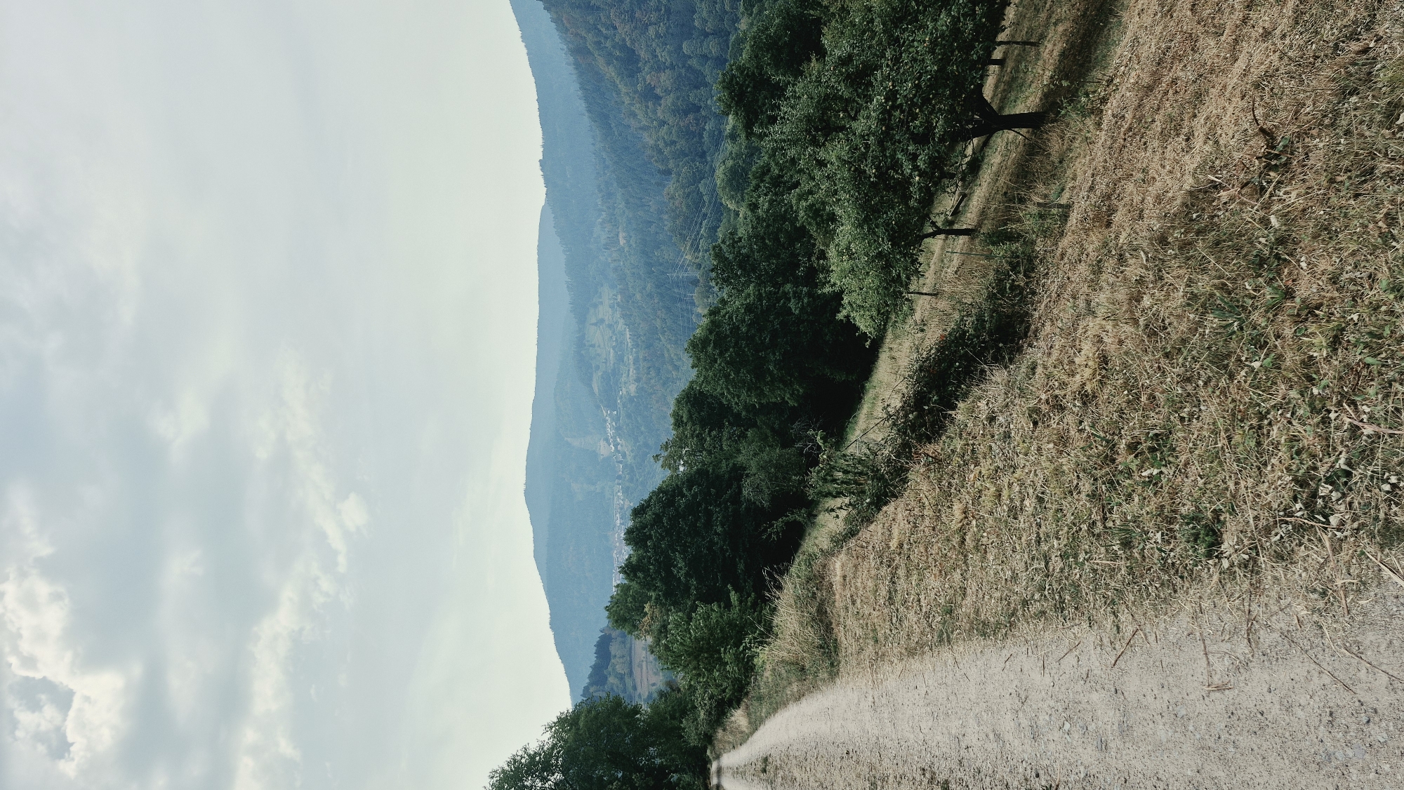 An outdoor, eye-level, vertical shot captures a dirt road curving up a grassy hillside in Forbach, Germany. The road occupies the left side of the frame, stretching into the distance and disappearing behind a line of trees. The hillside to the right of the road is covered in dry, light brown grass and dotted with scattered bushes and small trees. Further up the hill, a row of larger trees with dark green foliage stands, casting shadows on the uneven terrain.
Beyond the immediate hillside, a densely forested valley unfolds, with the dark green canopy of trees covering rolling hills that recede into the background. The distant hills are shrouded in a hazy, blue-green atmosphere, with faint outlines of structures, possibly buildings or power lines, visible in the middle ground. The sky above is overcast with pale gray clouds, creating a diffused light over the entire landscape. The scene is devoid of any people or animals.