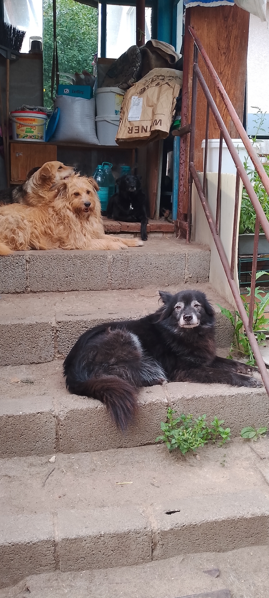 Four dogs are resting on concrete steps outside a building. Two golden-colored dogs are lying down on the upper step, with one partially behind the other. A small black dog is sitting on the same step behind them. A large black dog with white markings around its muzzle and eyes is lying on the lower step, facing the camera. In the background, there are shelves stocked with various items, including buckets, bags, and bottles. A rusty metal railing is visible to the right of the steps, and some greenery is growing in front of the lower step. The scene appears to be an outdoor utility area or entrance. The specific location in Belgorod, Russia, cannot be determined from the visual information provided.