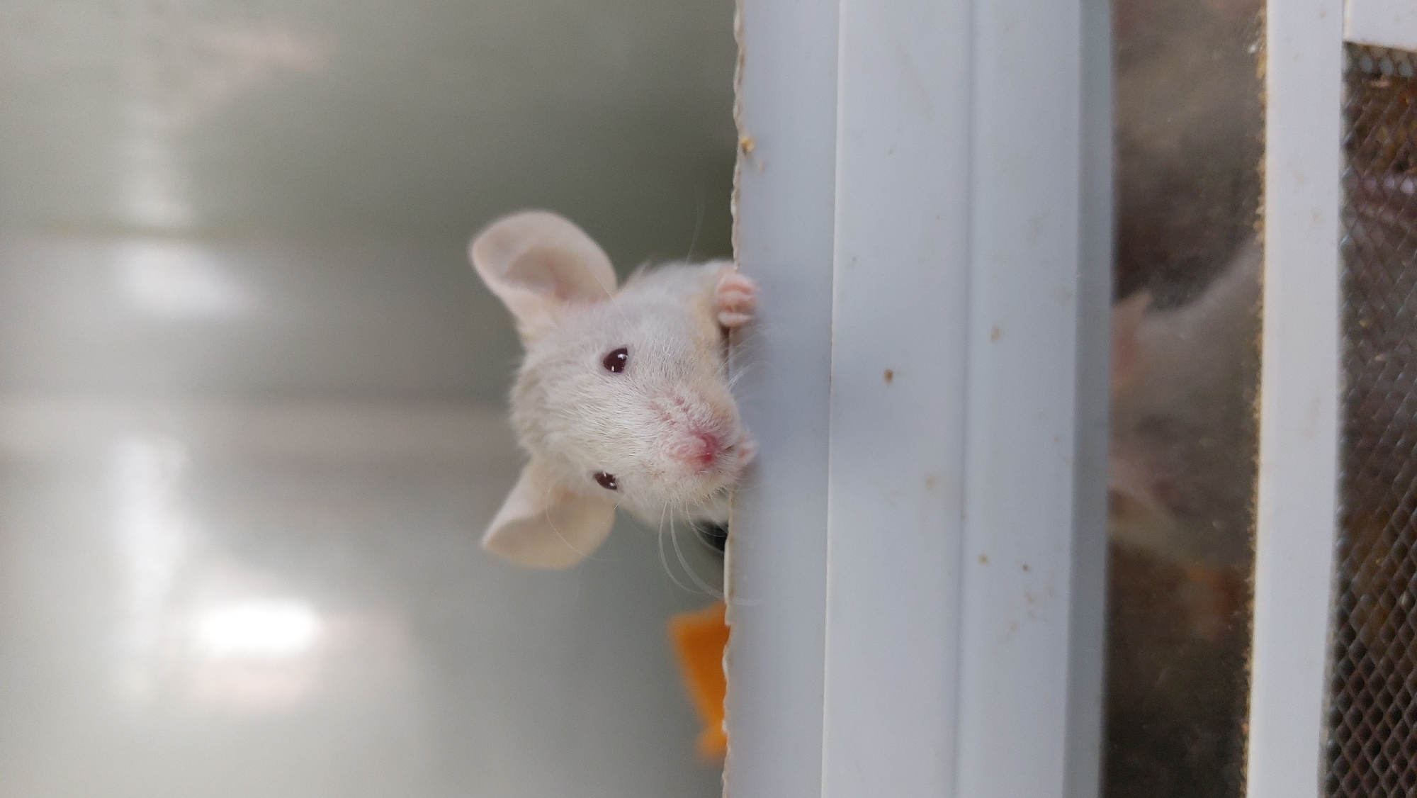 A small, white mouse with large ears and dark eyes peeks over the edge of a white surface. Its nose is pink, and it has whiskers. The mouse is positioned in the center of the frame, with its paws resting on the surface. Behind the mouse, an orange object is visible. The background is a blurred, light gray. The scene appears to be indoors, possibly in a laboratory or domestic setting.