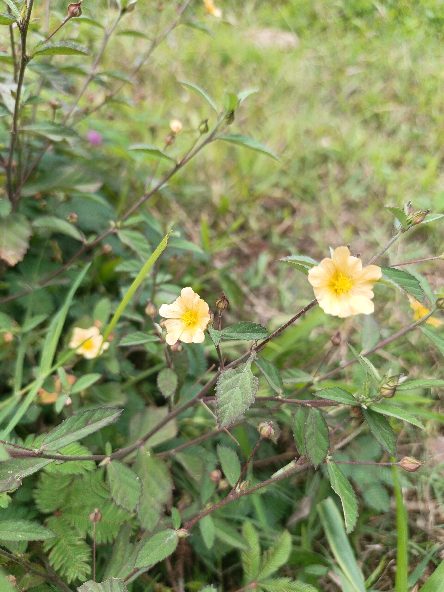 In Batu, Indonesia, a close-up photograph captures a cluster of small, delicate yellow flowers amidst lush green foliage. The flowers, with their five petals and bright yellow centers, are the focal point, drawing the viewer's attention against the soft, blurred backdrop of grass and other greenery. The stems of the plants are thin and reddish-brown, with small, serrated leaves adding texture and depth to the scene. Some of the plants have buds that are tightly closed, hinting at future blooms. The overall impression is one of natural beauty and tranquility, with the vibrant colors of the flowers standing out against the verdant surroundings.