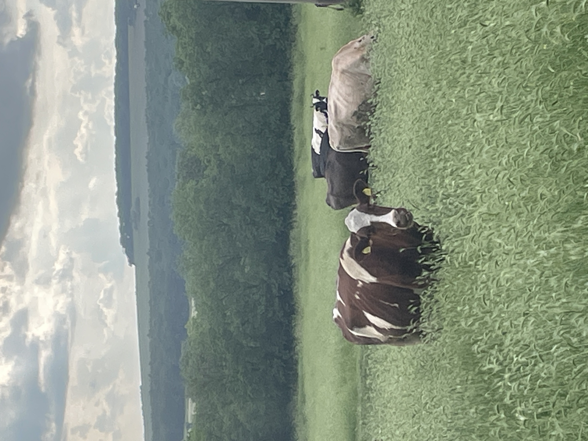 A landscape photograph, likely taken in the countryside near Makariopolsko, Bulgaria, depicts a field of lush green grass where four cows are grazing. The cows are oriented from foreground to background, moving up the frame. The cow in the foreground is brown and white. The other three cows are harder to identify but are different colors. To the left of the field is a dense green forest or treeline. The sky overhead is cloudy.