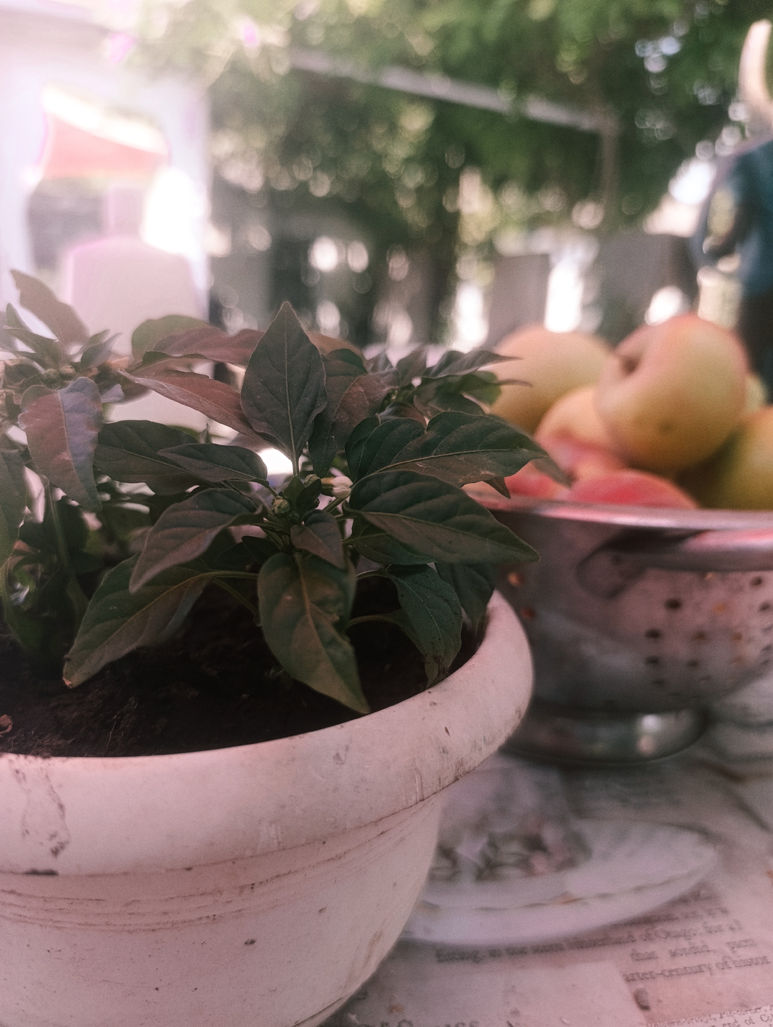 A close-up, shallow depth-of-field photograph captures a small potted plant in the foreground, its dark green leaves and stems filling the left side of the frame. The pot is a textured, off-white ceramic. To the right, out of focus, is a colander filled with apples, some appearing yellow and others with red blush. The scene is set outdoors, with blurred greenery and bokeh lights suggesting trees and a bright background. The surface beneath the pot and colander appears to be newspaper or a similar textured paper. There is no indication of the city of Zaliznyi, Russia.
