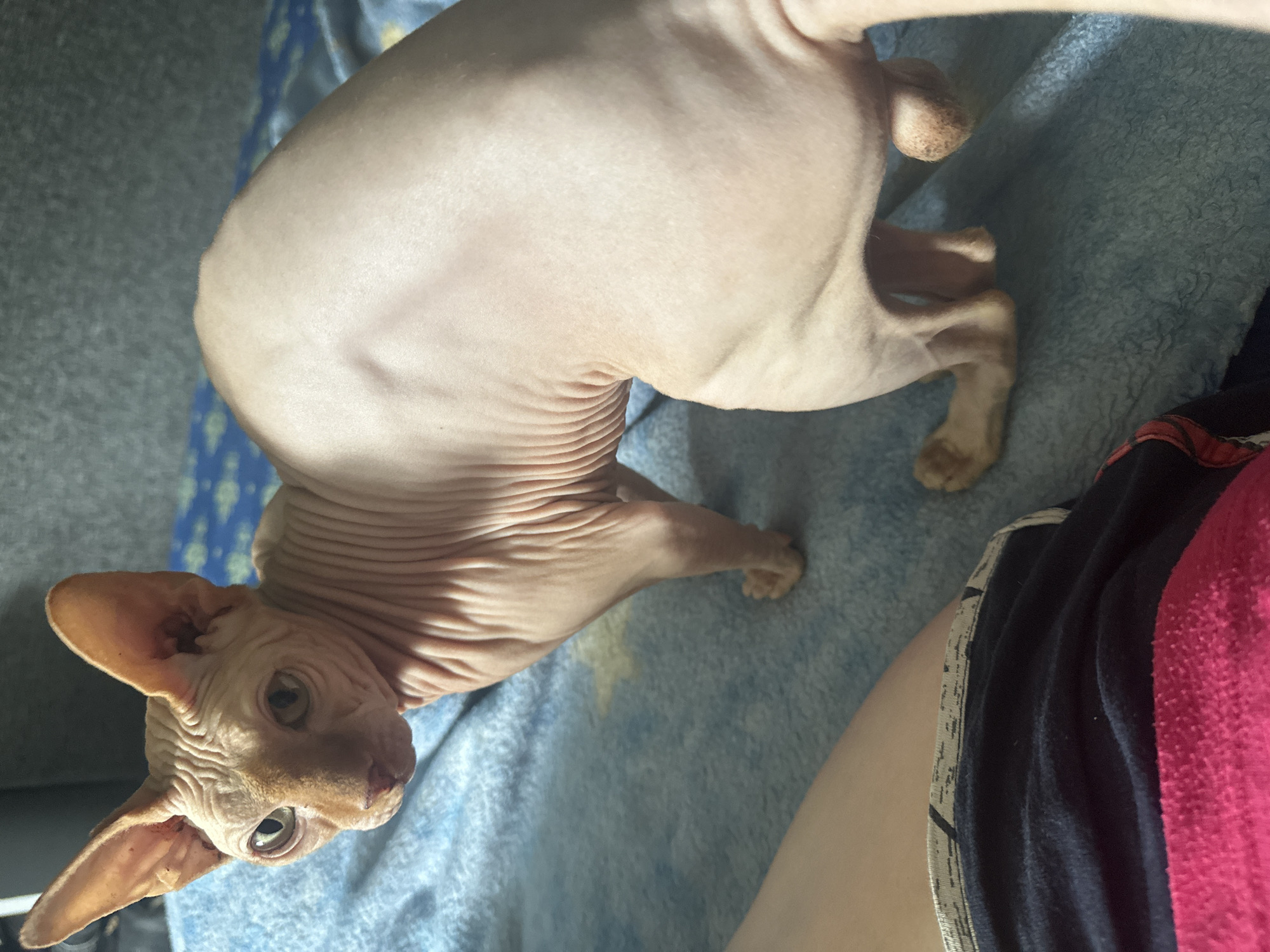 A hairless cat, likely a Sphynx breed, is the primary subject of the photograph. The cat has prominent ears, wrinkled skin, and appears to be standing on a blue patterned blanket or bedspread. The cat's body is light-colored, with a pinkish hue. Its eyes are open, and it is looking towards the viewer. In the foreground, the left leg of a person wearing dark blue shorts with a patterned waistband and a pink fabric is visible. The background is blurred, with a hint of a grey surface, possibly furniture. The image has a natural, indoor lighting. The scene is not specifically identifiable as being in Maladzyechna, Belarus, as there are no discernible landmarks or unique contextual elements to indicate this location.