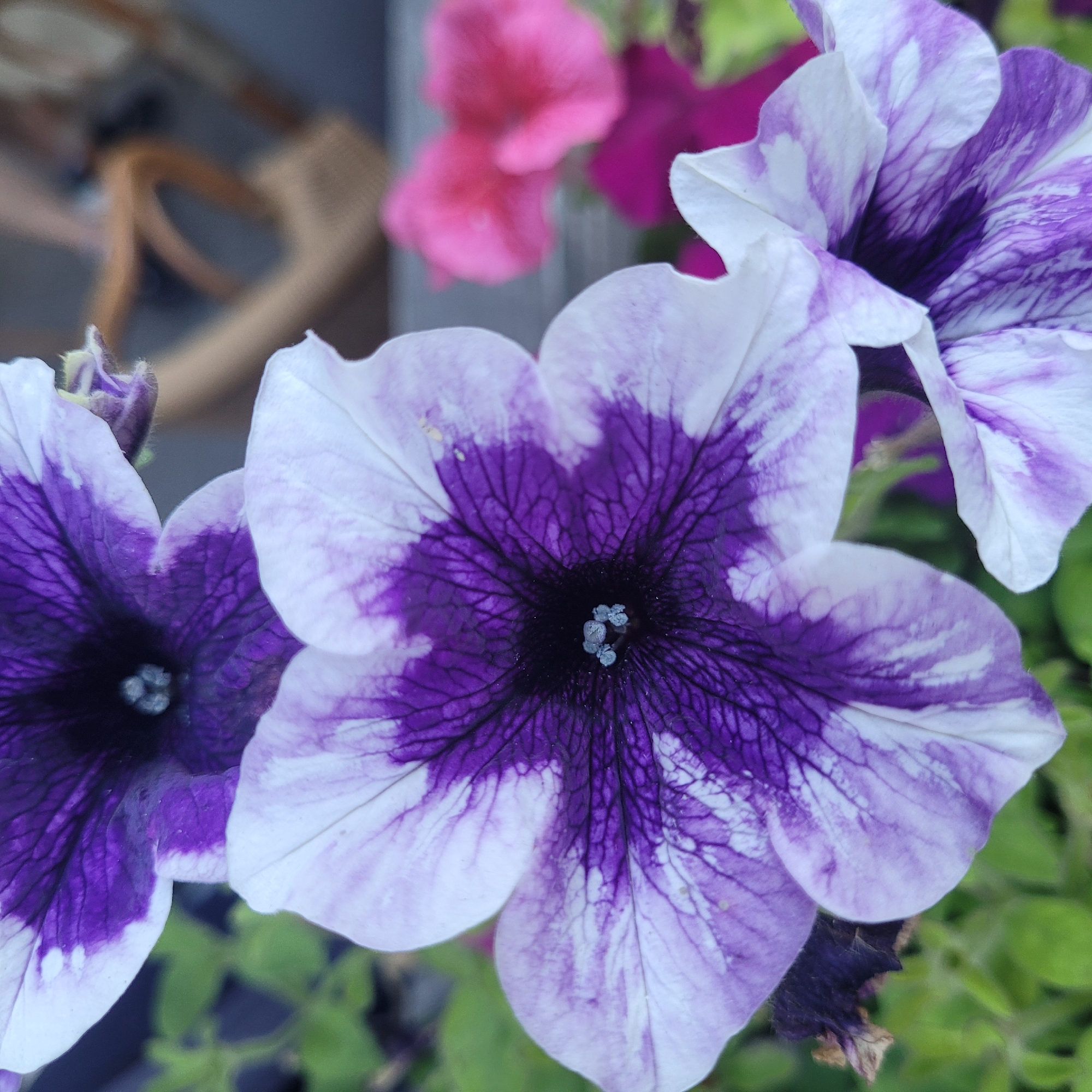 A close-up shot captures a cluster of vibrant petunia flowers, predominantly in shades of deep purple and white. The petals exhibit intricate veining in the purple areas, creating a striking contrast with the white sections. The center of the largest flower reveals its pistil and stamen. In the background, out-of-focus pink and fuchsia petunias suggest a garden setting, with hints of green foliage. The blurred background also shows a hint of furniture, possibly a chair, in muted tones, implying an outdoor seating area. The lighting appears natural, illuminating the flowers and highlighting their textures. There are no people visible in the image. The scene is a detailed botanical study of petunia flowers, likely taken in a garden or patio environment within Jūrmala, Latvia.