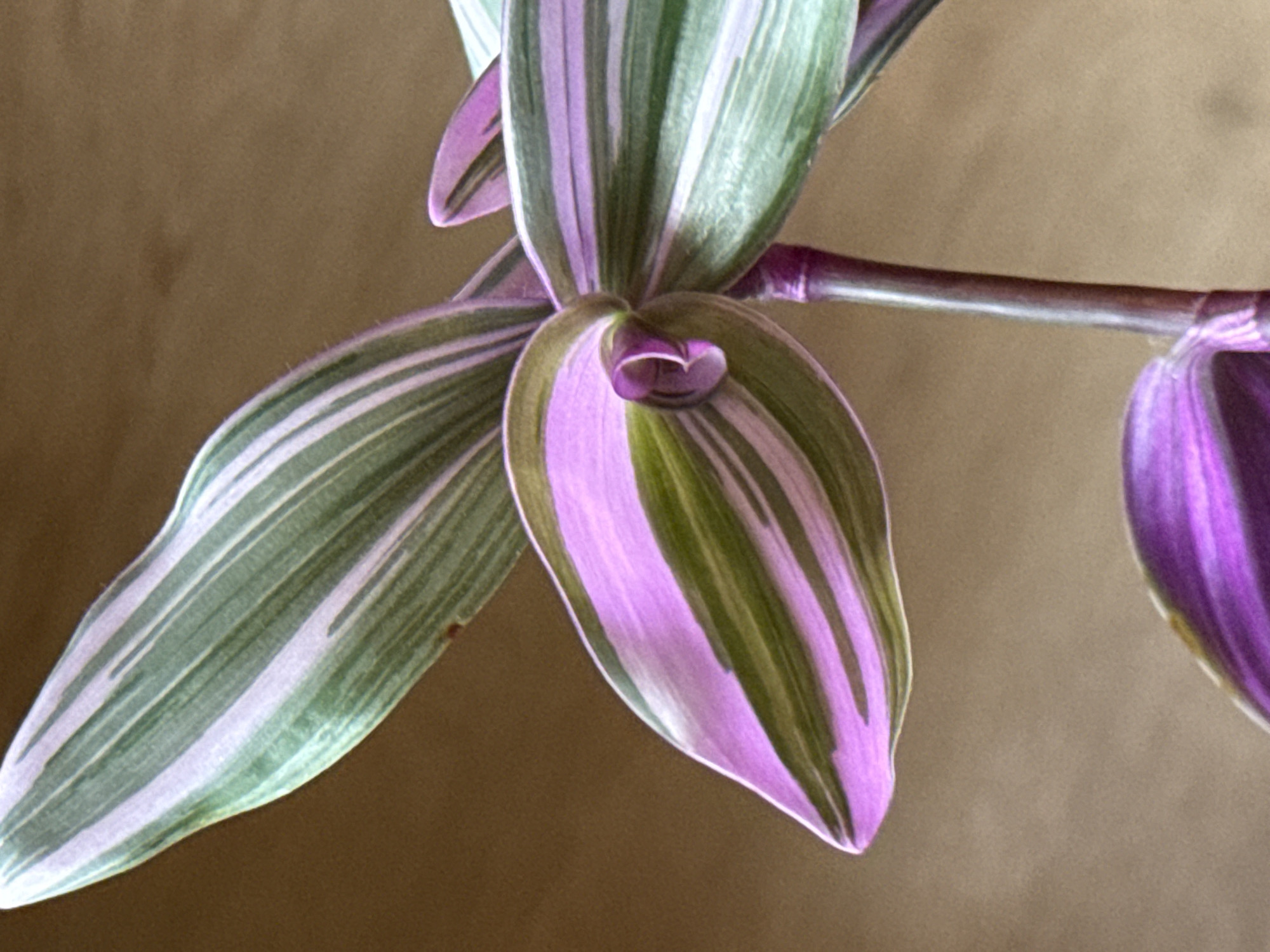 A close-up shot focuses on a variegated plant with leaves that exhibit stripes of green, white, and purple. The background is a blurred, neutral tone, likely a wall or surface. The lighting appears soft, highlighting the plant's delicate textures and colors. The image is static, with no discernible action or people present. The scene is devoid of any urban or specific environmental context, making its location as "Unknown, Unknown" appropriate.