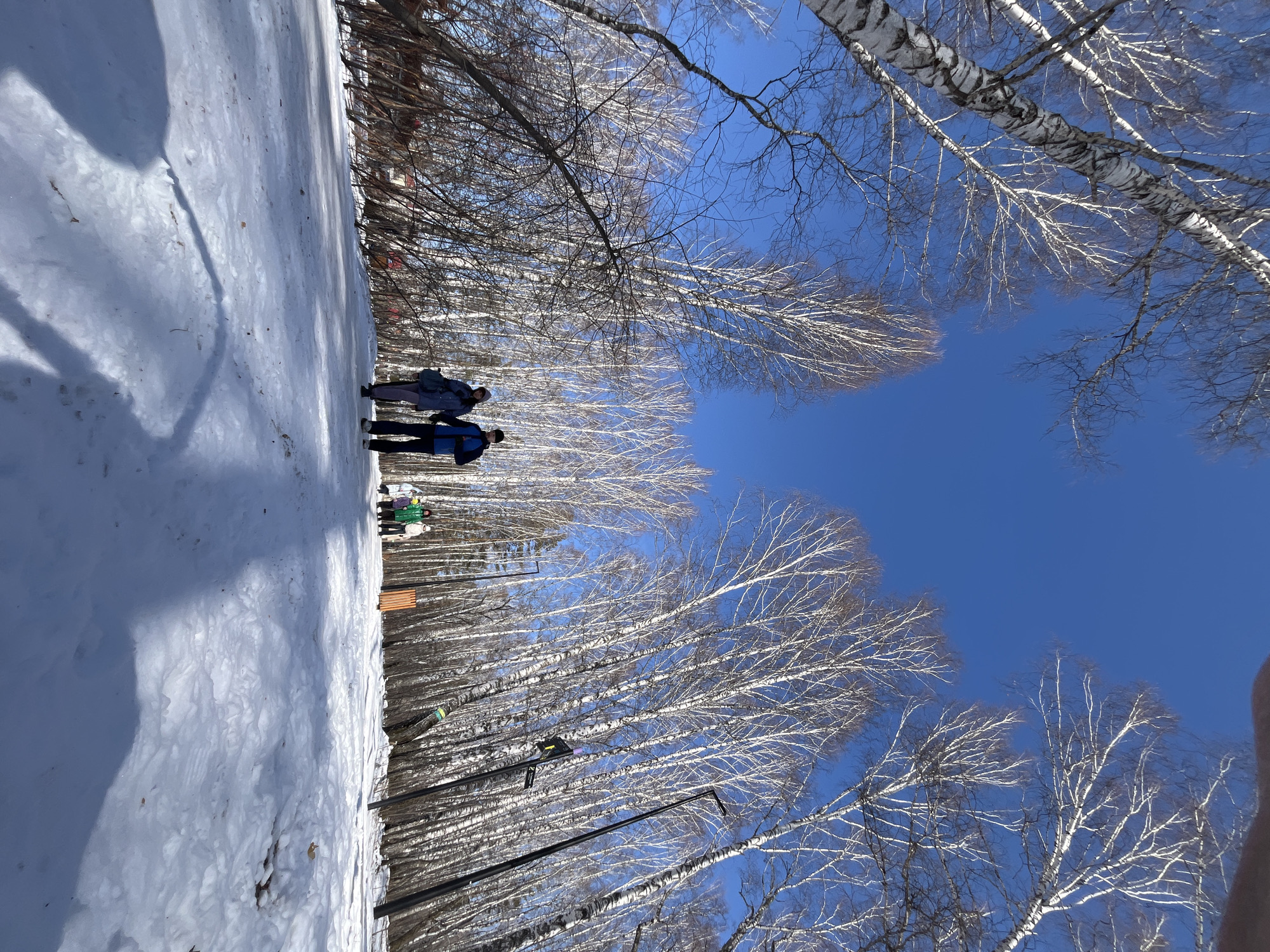 The image portrays a bright, sunny winter day in a park or wooded area, characteristic of Krasnoyarsk, Russia. The scene is dominated by a wide, snow-covered path stretching into the distance.
**Subjects:**
Several people are present, enjoying the snowy landscape. In the mid-ground, two individuals are walking away from the viewer; one wears a dark blue jacket and a backpack, while the other is in a lighter blue jacket and also carries a backpack. Further along the path, a small group of people, including one wearing a green jacket, are gathered near a wooden bench. The path is lined on both sides by numerous bare birch trees, distinguished by their white bark, and several tall, black lampposts are visible among them. The ground is thoroughly covered in snow, showing texture and some footpaths. The sky is a clear, vibrant blue.
**Activity or Event:**
The primary activity is people strolling or walking leisurely on the snow-covered path, suggesting a recreational outing in a park or forest.
**Notable Details:**
The time of day appears to be bright daylight, possibly morning or late afternoon, as indicated by the clear blue sky and the distinct shadows cast across the snow. The weather is sunny and cold, evidenced by the extensive snow cover and the bare branches of the deciduous trees. The presence of lampposts and a wooden bench suggests a maintained public park or urban green space. The white bark of the birch trees is a prominent visual feature. No visible text is present in the image.