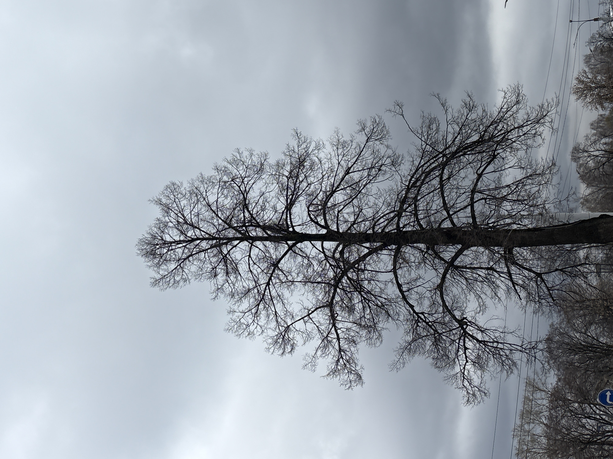 The photograph, taken vertically, depicts a tall, leafless tree set against a cloudy, gray sky. The tree's trunk is thick and dark, with numerous branches extending outward in a somewhat symmetrical pattern. In the upper right corner, power lines are visible, along with the tops of other trees in the distance. The bottom right corner shows a traffic sign. Based on visual characteristics, it is highly plausible that this photo was taken in the city of Perm, Russia.