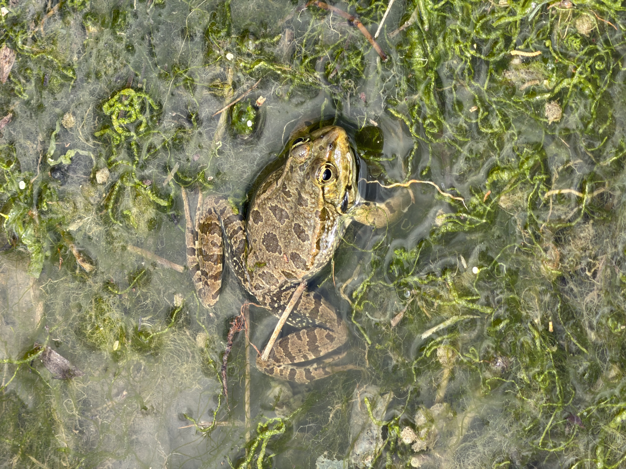 A frog sits in murky, algae-filled water. The frog is brown with dark spots. Algae, twigs, and debris are scattered throughout the water. The image does not allow for the identification of the specific location in the city of Budva, Montenegro.