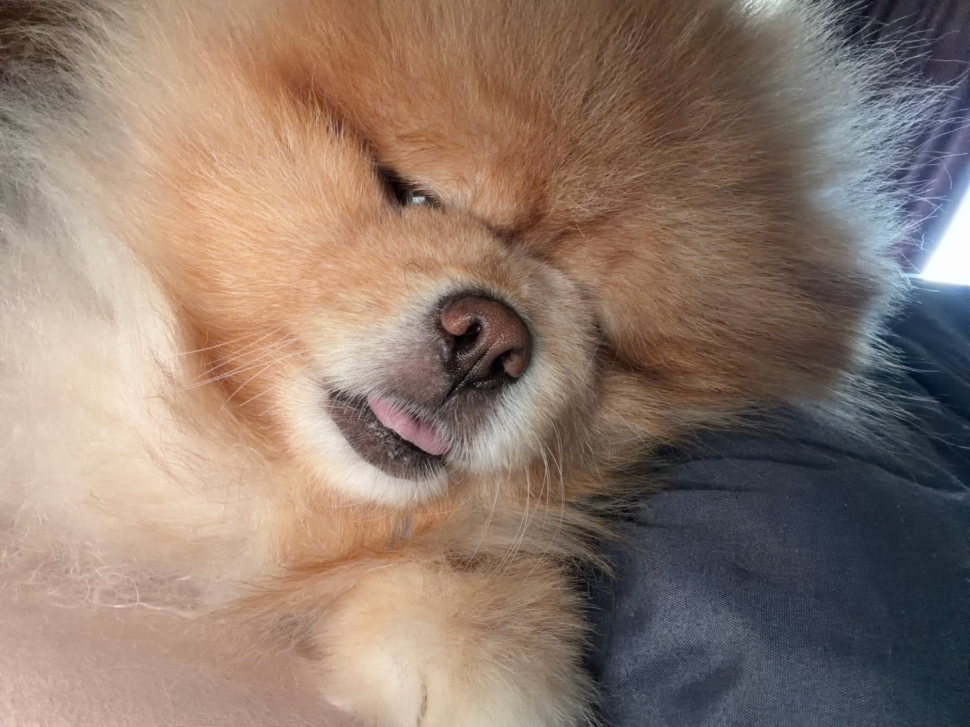 This is a close-up, eye-level, medium shot of a Pomeranian dog. The dog's face is dominant in the frame, with its eyes partially closed and its tongue sticking out. The dog has light brown and white fur, which is very fluffy. The dog is lying down, possibly on a dark blue surface, such as a couch or blanket. The lighting suggests natural light coming from the right side, casting some shadows. The background is blurred, with hints of a window or curtain on the right side. There are no people visible in the image. The location in Tbilisi, Georgia is not discernible from the image.