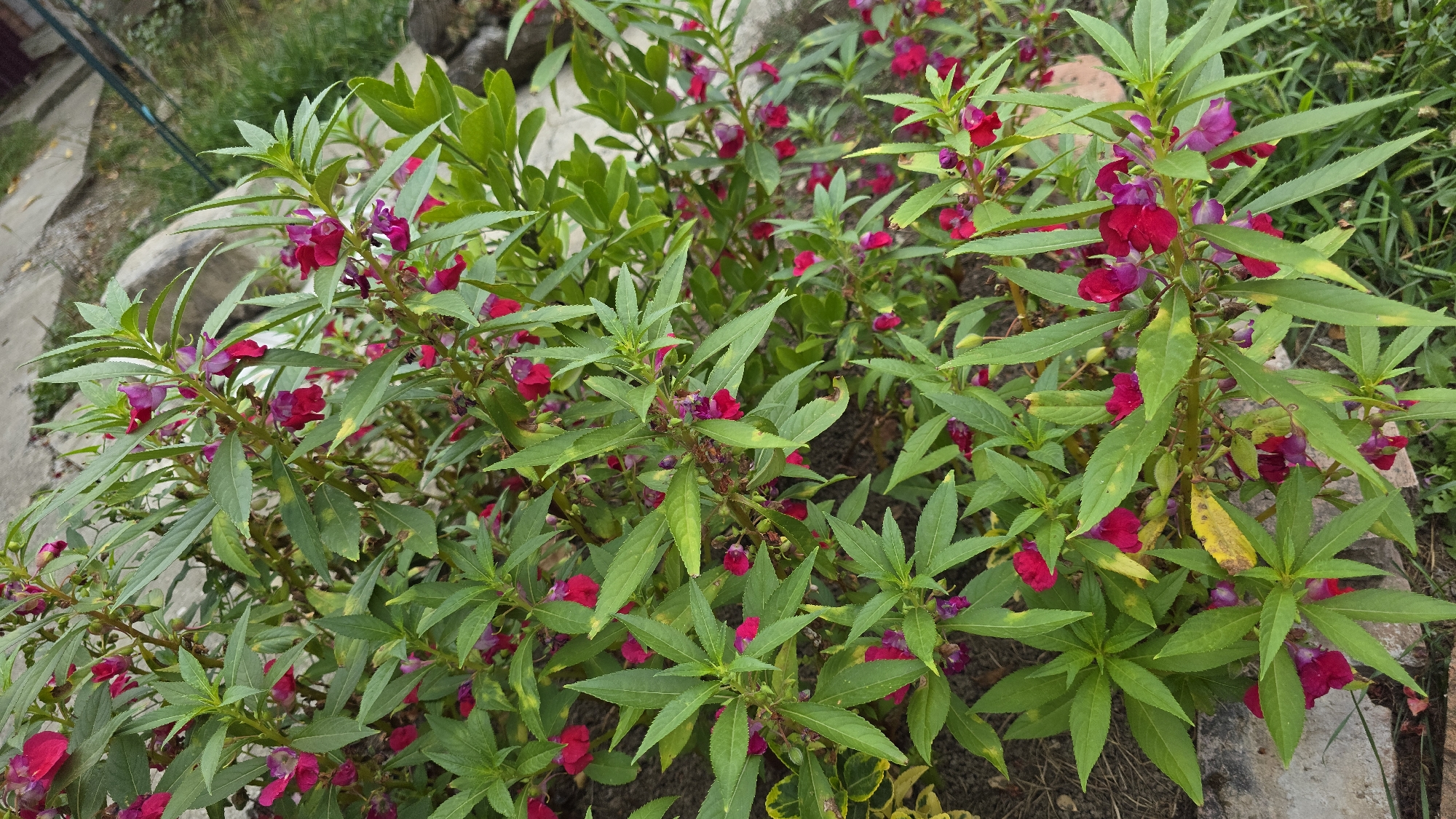 In the city of Dzhalka, Russia, a dense cluster of Impatiens balsamina, commonly known as garden balsam or "Vanka wet", is depicted. The plants are characterized by their vibrant green, lanceolate leaves and numerous small, tubular flowers in shades of deep pink and magenta. The flowers are clustered along the stems, with some appearing as buds and others fully open. The foliage is lush and healthy, though a few leaves show signs of yellowing. The plants are growing in what appears to be a garden setting, with a concrete path or border visible in the background, along with some dry earth and sparse grass. The lighting suggests an overcast day, providing even illumination of the scene without harsh shadows. No people or animals are present in the frame.