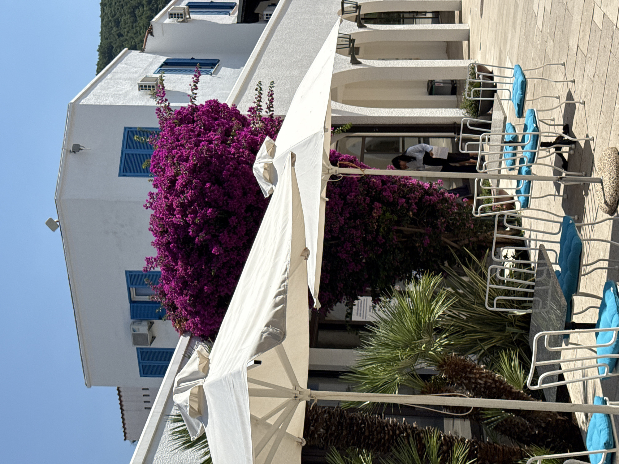 This is an outdoor shot featuring a building with white walls and blue shutters, draped in vibrant purple bougainvillea. In the foreground, a large white umbrella is partially visible, casting shadows. To the right, a row of white metal chairs with bright blue cushions are arranged around tables, suggesting an outdoor seating area. A person in a light-colored shirt and dark pants is leaning over a table, possibly working or interacting with something on it. In the background, more of the white building is visible, with several windows and air conditioning units. Palm trees are scattered throughout the scene, adding to a tropical or Mediterranean feel. The sky is clear and blue, indicating a sunny day, likely daytime. The overall setting appears to be a resort or cafe in a warm climate. No visible text is present in the image.