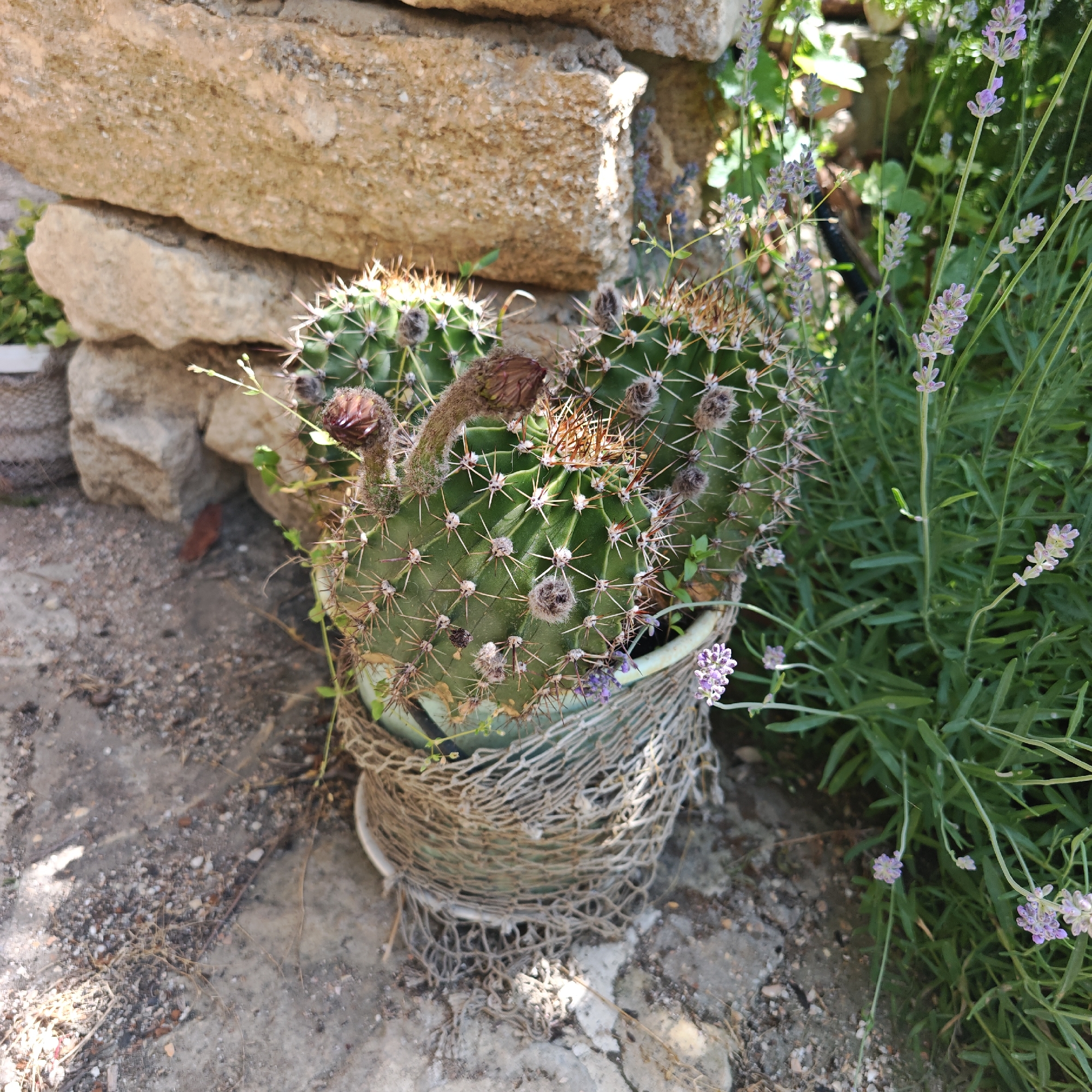 This image depicts an outdoor close-up of a potted cactus plant and surrounding vegetation, located in Останинское сельское поселение, Ukraine. The central subject is a large, globular, green cactus, characterized by distinct vertical ribs and numerous clusters of sharp, light-colored spines emanating from fuzzy areoles. Several reddish-brown, fuzzy flower buds, in various stages of development, are visible on the upper and left portions of the cactus. Some dried floral structures are also present. The cactus is planted in a light greenish-blue pot, which is partially covered by a loosely woven, light brown, net-like material. This pot rests on a light-colored saucer on the ground.
The ground surface in the foreground consists of compacted earth mixed with small pebbles, gravel, and sparse dried organic matter, exhibiting gray and brown tones. To the left and behind the cactus, a low wall constructed from irregularly shaped, light brown, rough-hewn stones is visible. Small green foliage is partially obscured behind this stone wall. To the right of the cactus, dense green vegetation with long, slender stems and narrow leaves is present. Numerous light purple lavender flowers, characterized by small, whorled florets on spikes, are interspersed throughout this foliage. The scene is illuminated by strong natural light, casting distinct shadows on the ground and parts of the cactus.