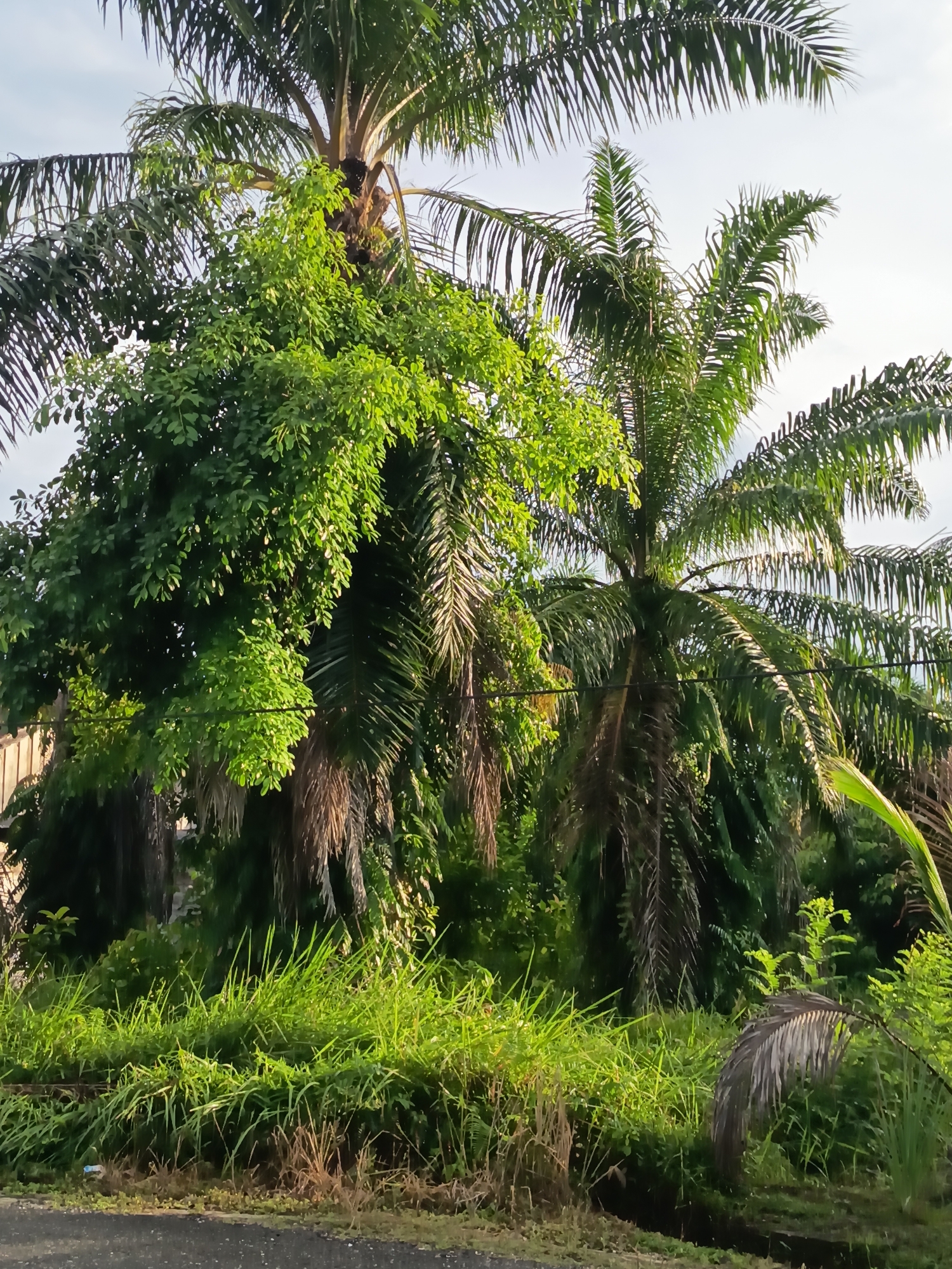 The image depicts an outdoor scene featuring several palm trees and lush green vegetation. The palm trees have long, feathery fronds, and their trunks are covered in fibrous material. In the foreground, tall grass and smaller plants grow densely, reaching upwards towards the palm trees. The ground appears to be a rough, asphalt-like surface, possibly a road or path, bordering the grassy area. A faint, light-colored structure, possibly a fence or building, is visible behind the vegetation on the left side of the image. The sky above is a pale, overcast blue. The overall impression is of a tropical or subtropical environment, common in areas like Singkil, Indonesia, known for its palm oil plantations and verdant landscapes. No people or specific actions are discernible in the image.