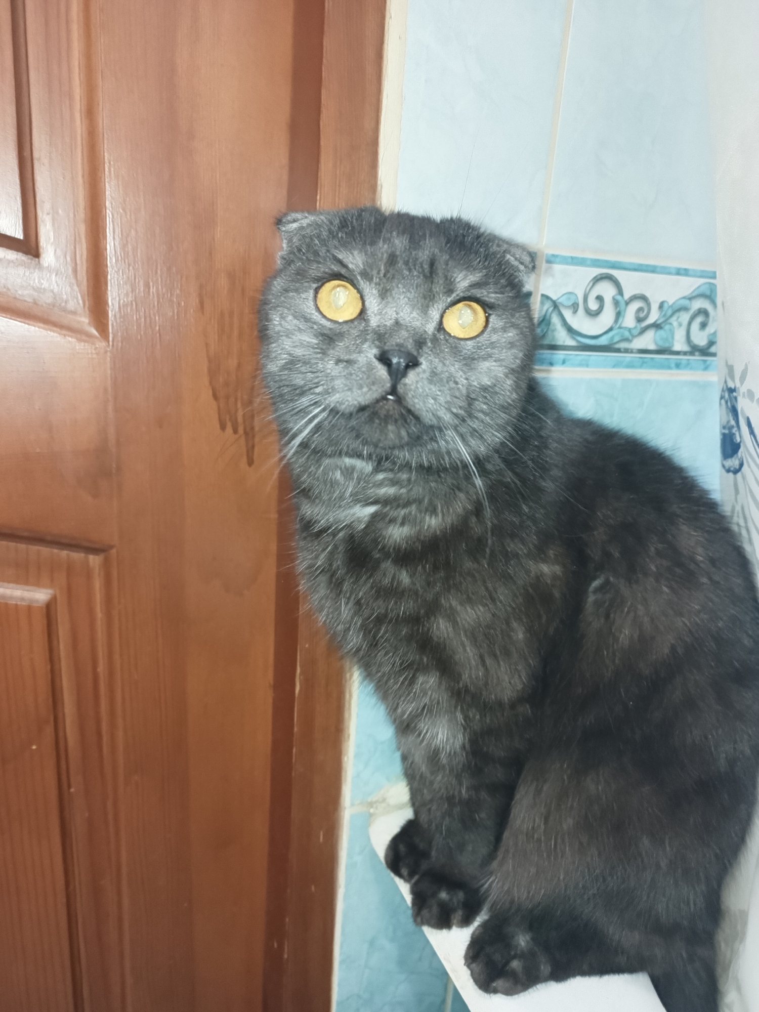 A gray Scottish Fold cat with yellow eyes sits on a white surface. Behind the cat are blue-tiled walls with a decorative border and a dark-wooden paneled door. The location is likely indoors, in Chaikovsky, Russia, based on the prompt.