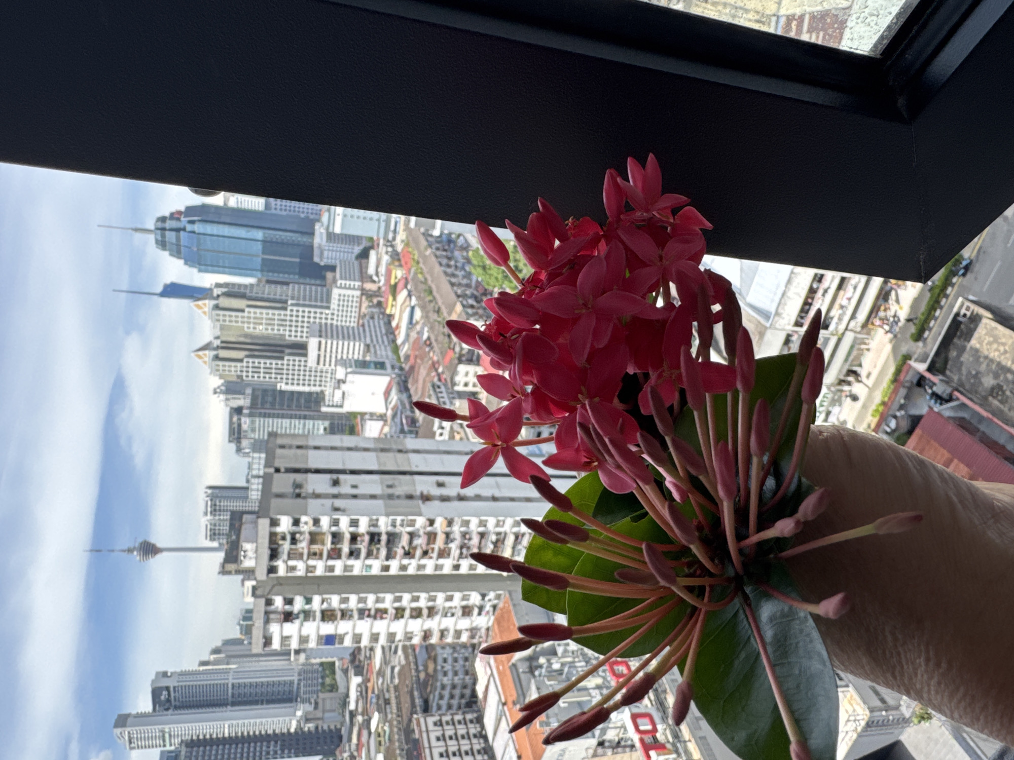 A close-up shot of a cluster of vibrant pink Ixora flowers, held in a person's hand, is juxtaposed against a panoramic cityscape of Kuala Lumpur, Malaysia. The flowers, with their delicate petals and unopened buds, occupy the foreground, their rich color creating a striking contrast with the muted urban background. In the mid-ground and background, a dense collection of skyscrapers dominates the view, their modern architecture piercing a partly cloudy sky. Notable landmarks such as the Kuala Lumpur Tower, with its distinctive telecommunications spire, are visible in the distance. The city's urban sprawl extends to the horizon, a testament to its metropolitan status. The scene is framed by a dark, possibly window, structure on the right side of the image.