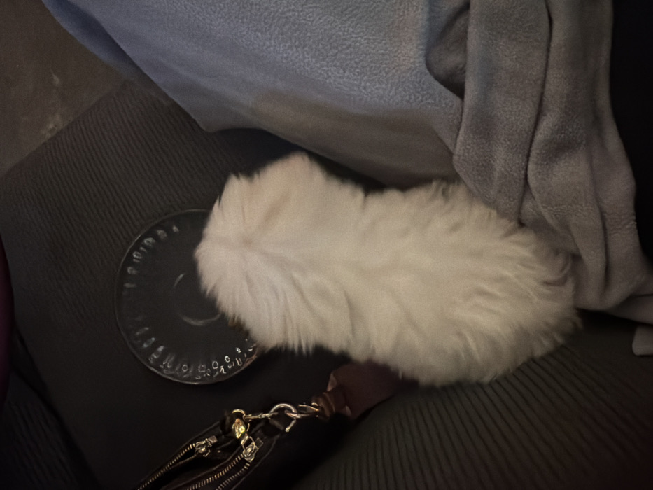 An overhead indoor view in Tibubeneng, Indonesia, captures a small, white, long-haired animal, likely a dog, positioned centrally with its back facing the camera. To the left of the animal, a dark leather bag with gold-toned metal zippers and hardware is visible, partially obscured. Directly behind the animal, a clear, round glass coaster or small plate with a raised, textured rim rests on the surface. To the right of the animal, a light blue or grey fleece blanket is folded and partially bunched. All subjects are situated on a dark, ribbed upholstered surface, consistent with a sofa or chair. No individuals are present in the frame.