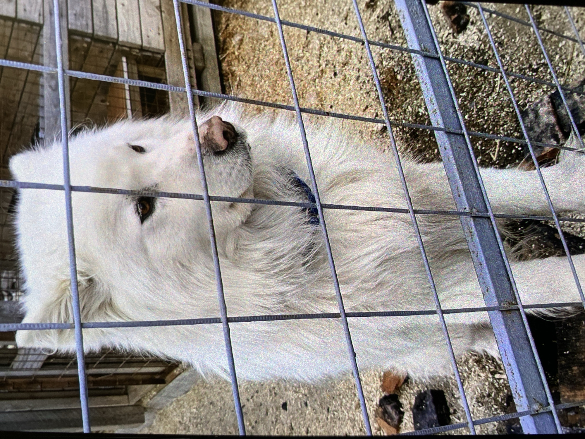 A large, white dog with a brown nose and dark eyes is lying down behind a metal wire fence. The dog is wearing a blue collar. The ground visible through the fence is a mix of dirt and small pieces of debris. Behind the dog, there is wooden structure. There is no indication of the location being Saint Petersburg, Russia.