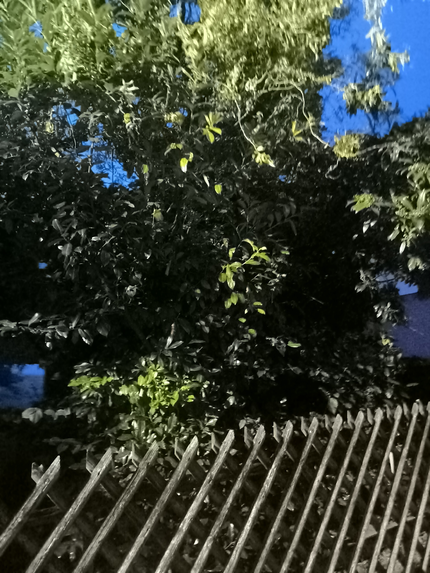 A close-up shot of a lush green tree with dark leaves and some lighter green leaves scattered throughout. The tree is set against a bright blue sky, with some branches and leaves visible at the top and right sides of the frame. In the foreground, a metal fence with a dark, weathered appearance runs diagonally across the bottom of the image. The fence is made of thin, parallel metal bars that are spaced apart. The overall lighting suggests it might be dusk or night, with the blue of the sky indicating the time of day. The image is focused on the texture and color of the leaves and the lines of the fence.