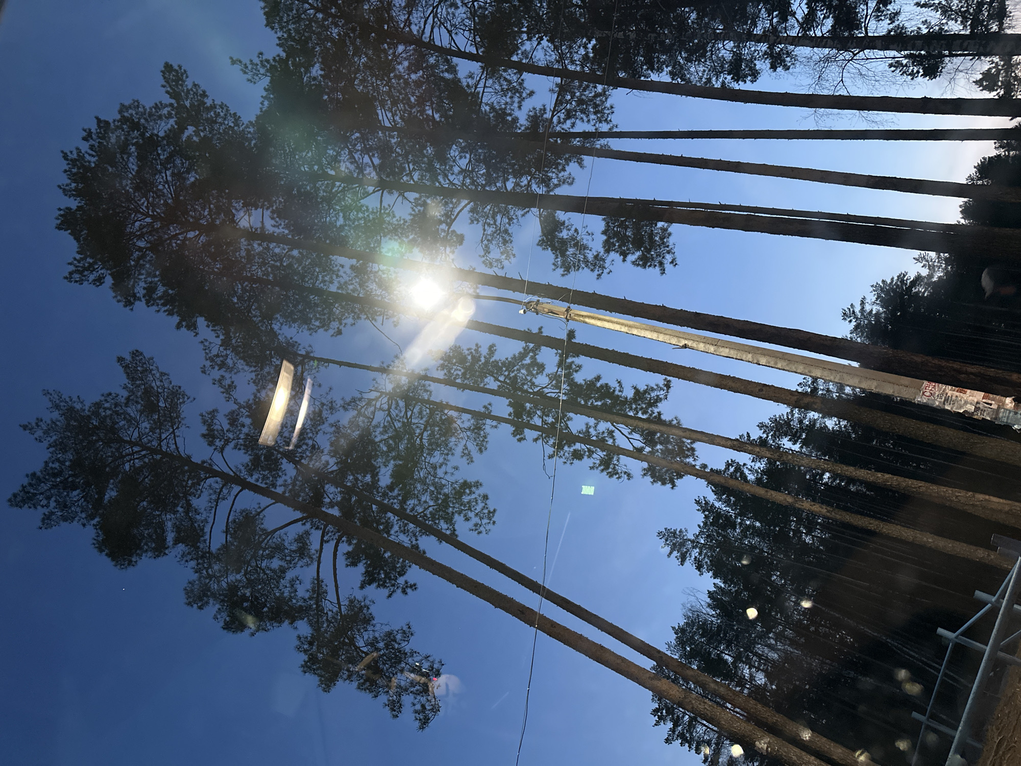 The image captures a view upwards through tall pine trees against a blue sky, likely in the city of Noviy, Russia. The trunks of the trees are long and straight, with dense foliage at the top. Sunlight is visible through the branches, creating a lens flare effect. There are some utility poles and wires interspersed among the trees. The trees are dense on the right side of the frame. The image is taken from a low angle, emphasizing the height of the trees.