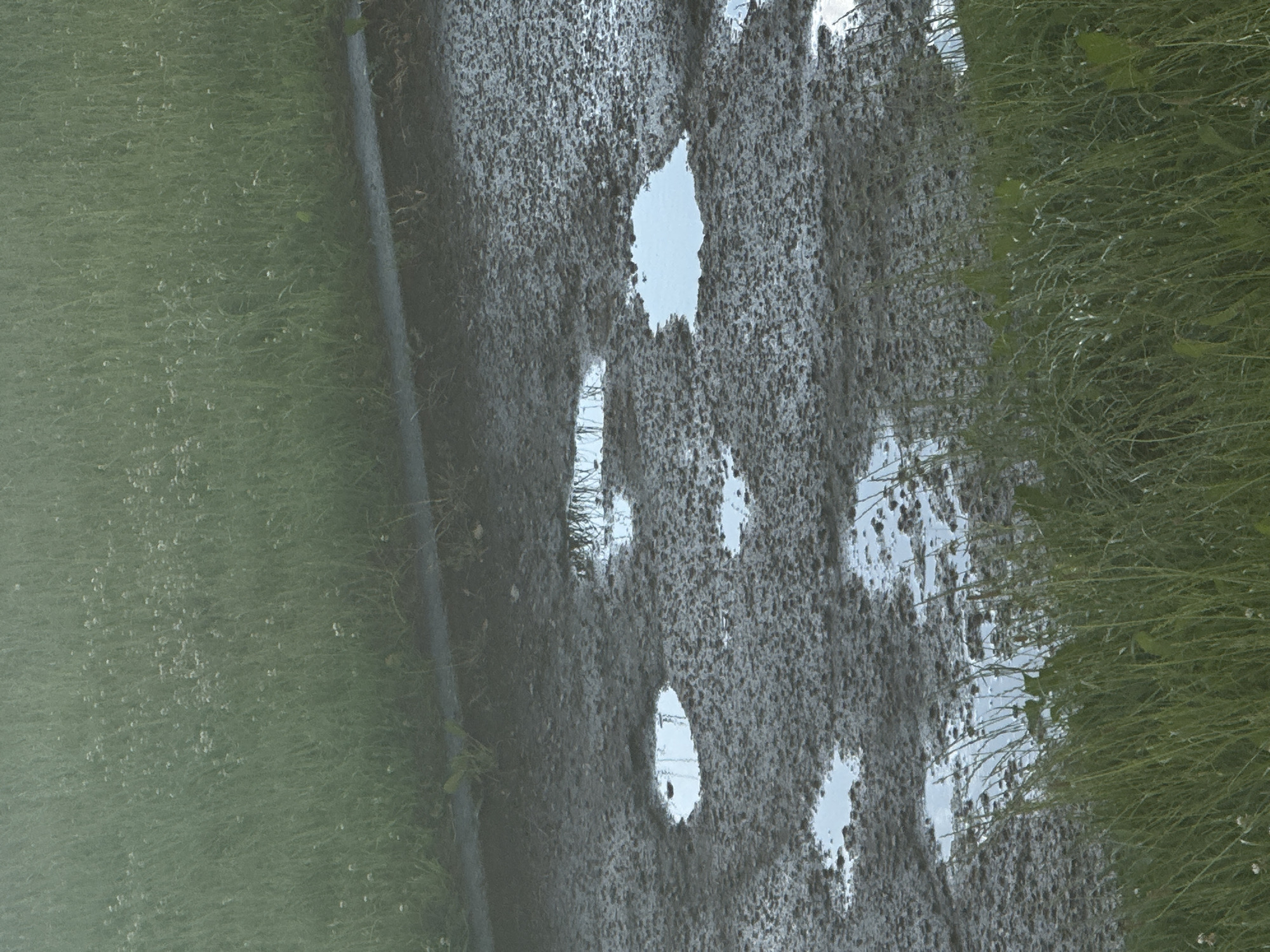 The image depicts a section of a dirt road or pathway, likely in Liepaja, Latvia, covered in puddles of water. The road is bordered by lush green grass and vegetation on both the upper and lower sections of the frame. The puddles reflect the sky, which appears overcast or hazy, indicating a possibly damp or rainy day. There are no people or animals visible in the scene. The overall impression is one of a natural, slightly unkempt outdoor environment.