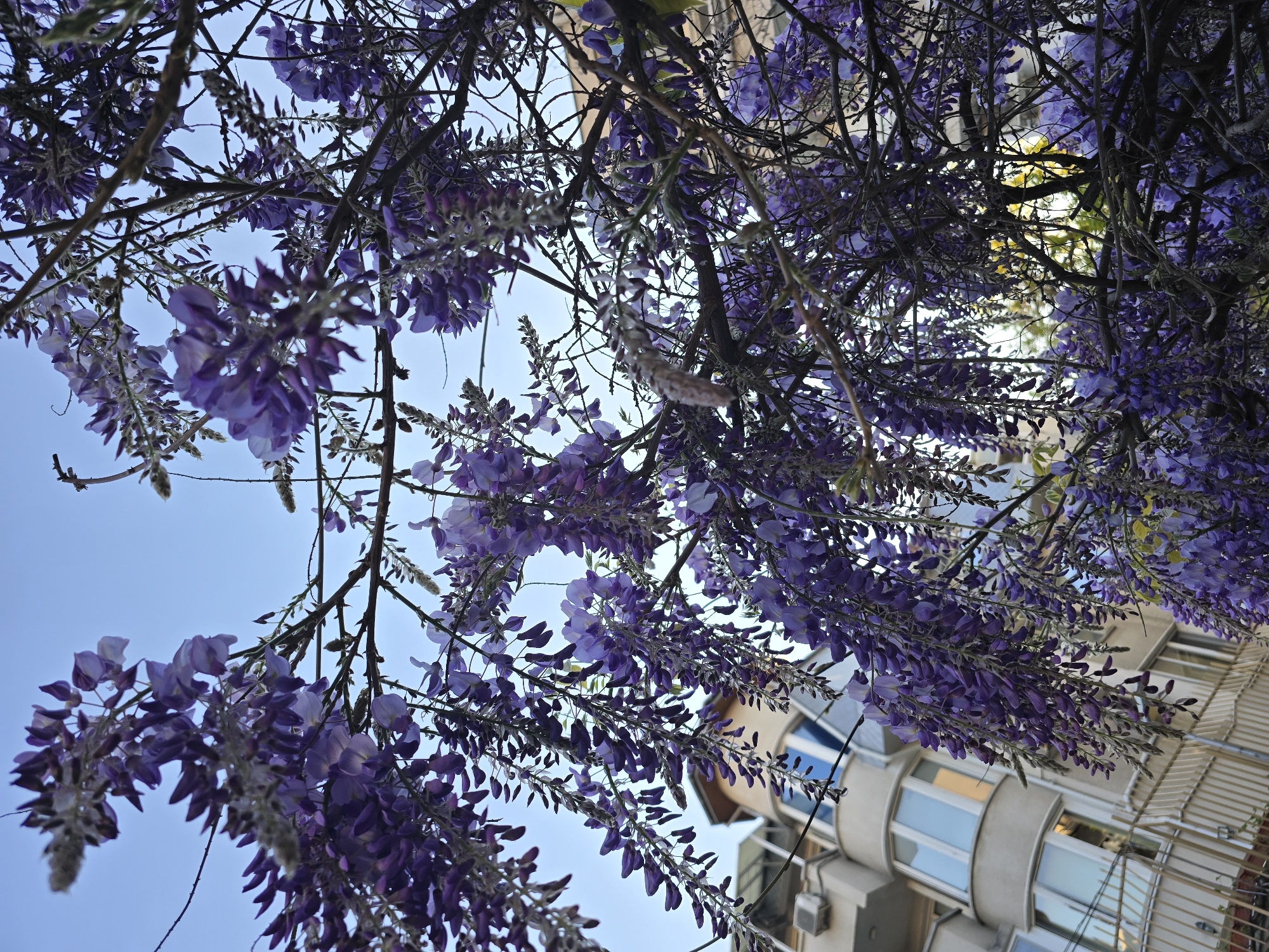 The image presents a low-angle view, looking up into a canopy of blossoming wisteria vines. The wisteria flowers, predominantly purple, cascade from the branches, creating a dense, textured foreground against a clear, light blue sky. Interspersed among the floral masses are slender branches, some bare and others bearing nascent green leaves.
In the lower right corner of the frame, portions of a building are visible. The building has light-colored walls and a row of windows.