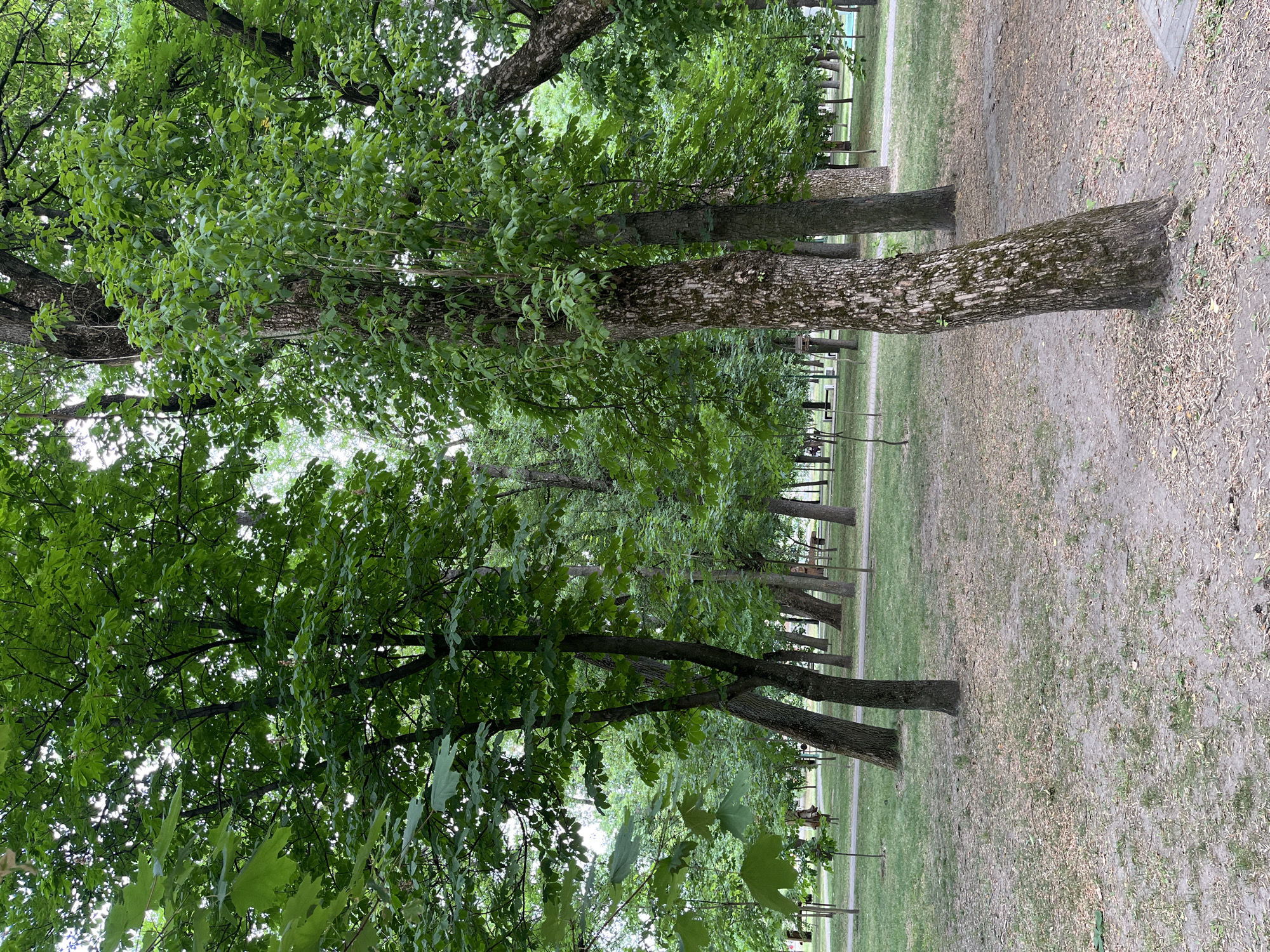 The image depicts a park with lush green trees casting shadows on a sandy ground covered in scattered dry leaves. In the foreground, a large tree trunk with textured bark dominates the right side of the frame. Beyond, a path meanders through the park, lined with more trees and patches of grass. In the distance, a few people can be seen walking and sitting on benches, suggesting a serene public space. The overall atmosphere is one of natural tranquility.
