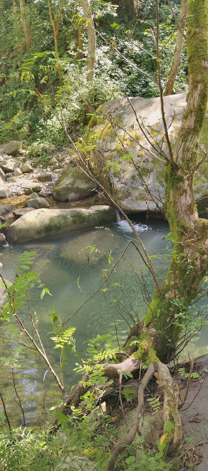 The image depicts a serene natural scene in Katkova Schel, Russia, focusing on a tranquil river flowing through a lush, forested environment. The river is clear, with smooth, moss-covered rocks lining its banks and bed. Sunlight filters through the dense canopy of trees, creating dappled patterns on the water's surface and illuminating the vibrant green foliage. The foreground features the gnarled roots of a large tree, also covered in moss, which anchor it to the rocky terrain. The overall atmosphere is one of peaceful seclusion, characteristic of a natural reserve or park. There are no people or animals visible in the scene, emphasizing the untouched beauty of the natural landscape.