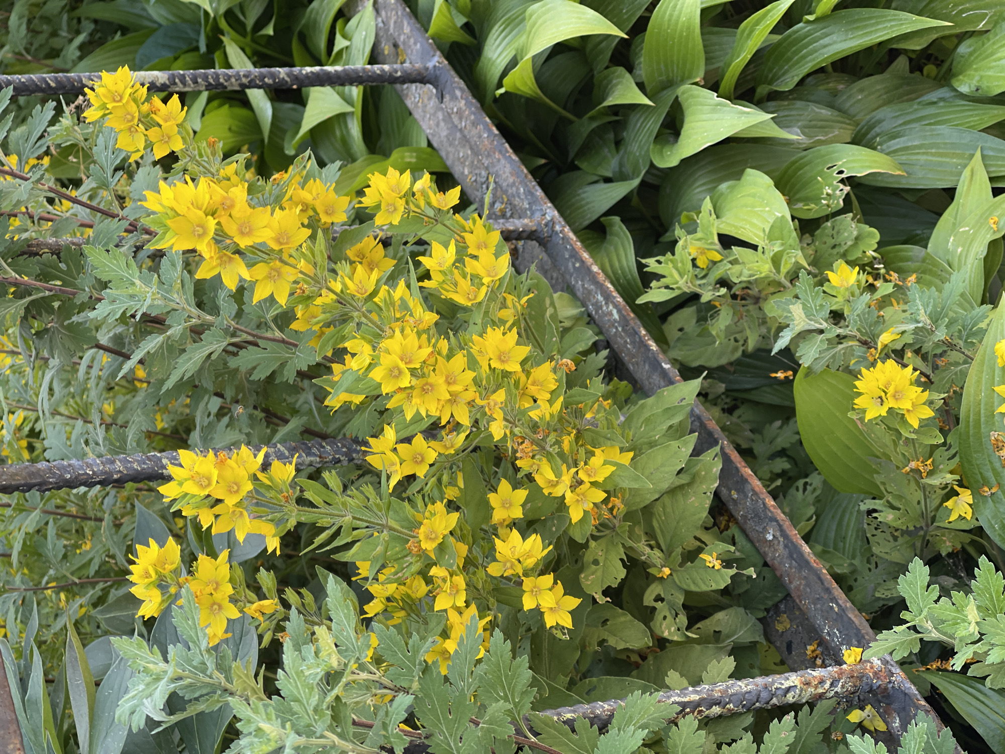 This image shows a close-up view of bright yellow flowers with serrated green leaves, intertwined with a weathered, rusty metal railing. The railing appears to be part of a garden structure, perhaps a fence or gate, with a rough, textured surface that shows signs of age and exposure to the elements.
The yellow flowers are clustered on thin stems and have five petals each, with some appearing to be in full bloom while others are still developing. The leaves are a vibrant green and have a distinct, somewhat feathery appearance. Behind the flowers and railing, a backdrop of large, lush green hosta leaves is visible, creating a contrast in texture and color. Some of these hosta leaves show signs of insect damage, with small holes and chewed edges.
The lighting suggests it might be daytime, but the exact time of day and weather conditions are not explicitly indicated. The overall impression is one of a thriving garden, with natural elements like flowers and leaves growing around and through man-made structures. The focus is on the interplay between the delicate beauty of the flowers and the sturdy, aged appearance of the metalwork. There is no visible text in the image.