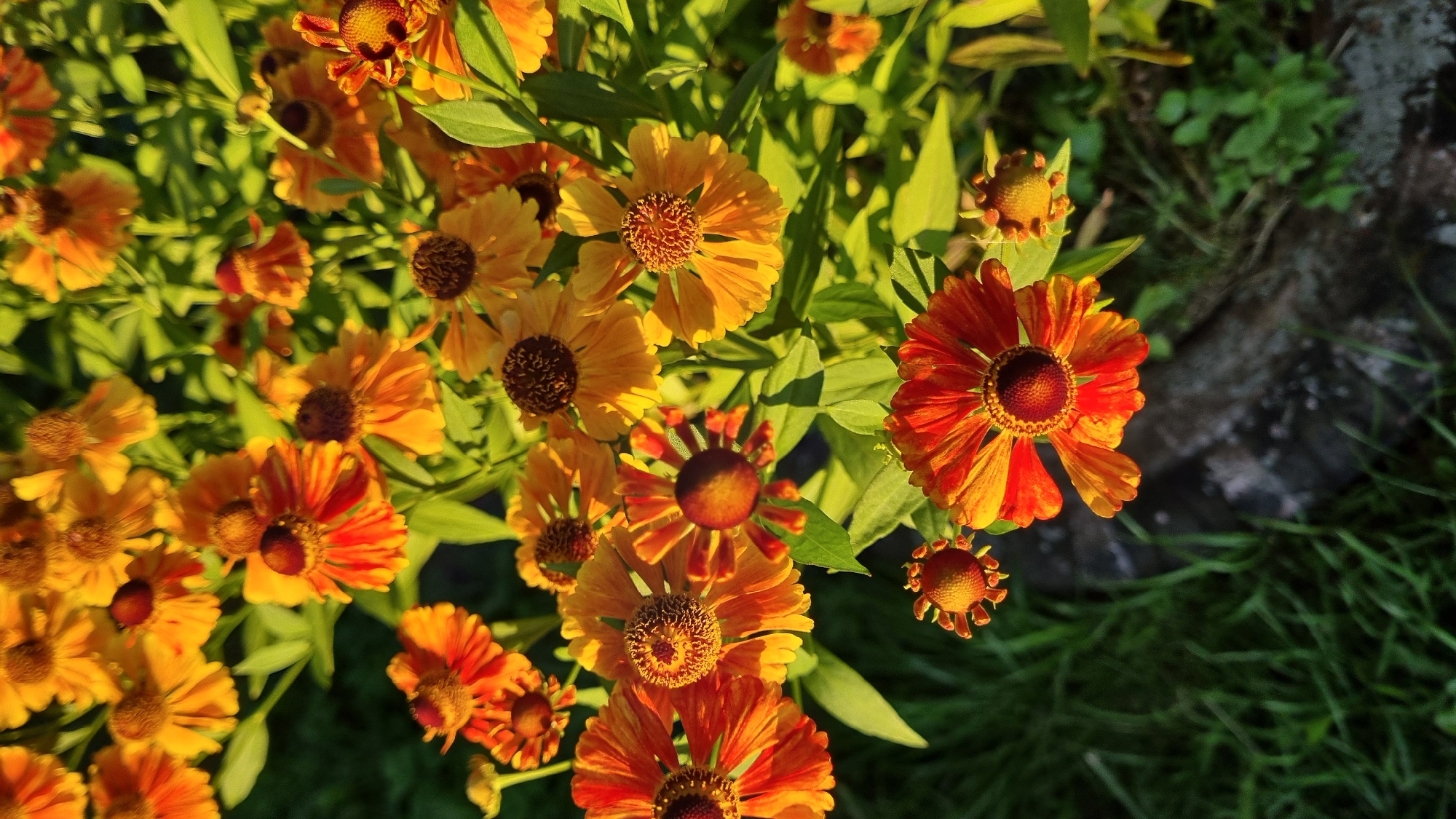 The image shows a close-up, vertical, full-frame photograph of an orange and yellow flower patch, likely taken outdoors in Vysokoe, Russia. The flowers are the primary subject, with their petals in various shades of orange and yellow, some with darker centers. They are clustered together, with some in focus and others blurred in the background, creating a sense of depth. Lush green foliage surrounds the flowers, and a dark, rough surface, possibly a rock or pathway, is visible in the lower right corner. Sunlight illuminates the scene, casting shadows and highlighting the textures of the flowers and leaves. There are no people or animals present, and no specific actions or interactions are depicted. The overall environment appears to be a garden or a natural outdoor setting.