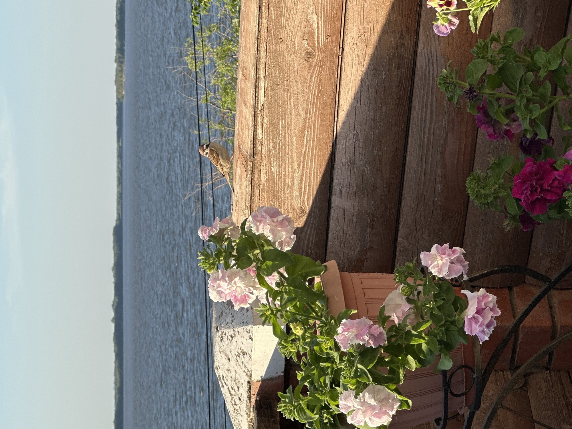 The image shows a close-up view of petunia flowers in bloom, set against a backdrop of wooden planks and a body of water. The flowers are predominantly light pink with some darker pink accents, and their delicate petals are illuminated by sunlight. A small bird, possibly a sparrow, is perched on a wire in the background, its feathers ruffled by a gentle breeze. The scene appears to be outdoors, perhaps on a balcony or patio overlooking a lake or river. The warm sunlight suggests it is daytime, likely late afternoon or early evening, given the long shadows cast by the wooden structure. The overall mood is peaceful and serene, evoking a sense of natural beauty and tranquility. The image is composed vertically, with the flowers occupying the foreground and the water and wooden planks stretching into the background. There is no visible text in the image.