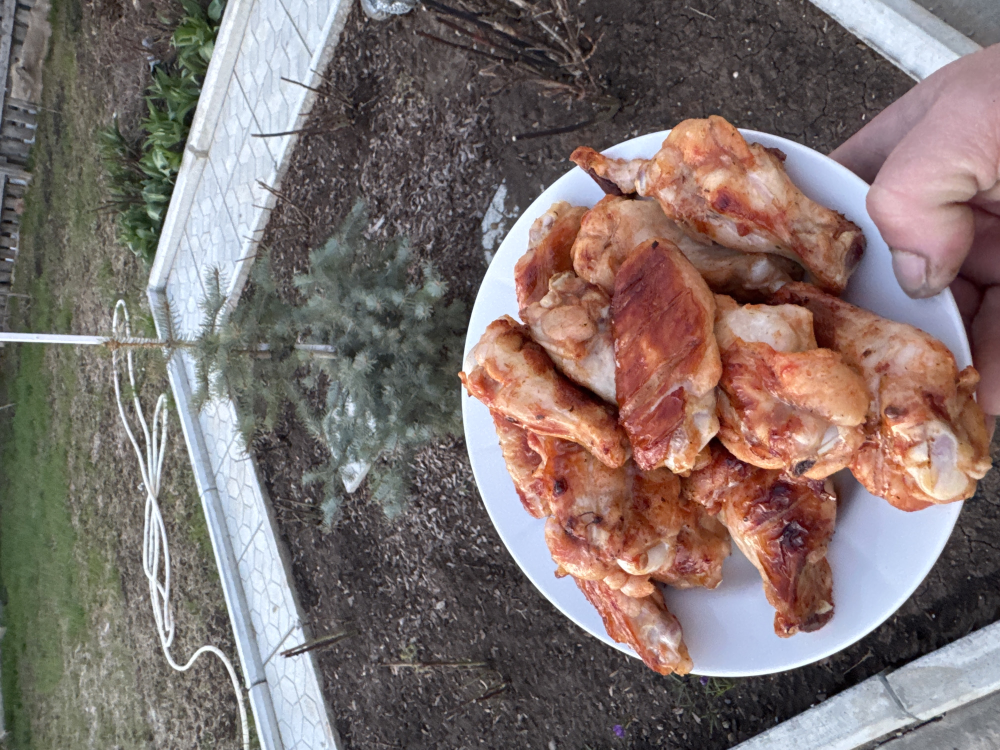 A person's hand is prominently featured in the foreground, holding a white plate laden with cooked chicken pieces. The chicken appears to be a mix of drumettes and wings, with a golden-brown, crispy skin, suggesting they have been roasted or grilled.
The scene is set outdoors in what appears to be a garden or backyard area, consistent with a location like Chaikovsky, Russia. The ground is a mix of bare soil, sparse dry grass, and some scattered dry leaves or mulch. A small, young evergreen tree, likely a spruce or fir, is visible to the left of the plate, with its green needles contrasting with the muted tones of the ground.
A white garden hose is coiled on the ground to the left of the evergreen tree. Along the edge of a raised garden bed or pathway, there's a light-colored border made of interlocking pavers, possibly concrete, with a hexagonal or honeycomb pattern. Beyond this border, some dormant or newly sprouting green plants are visible.
The overall lighting suggests late afternoon or early evening, with a soft, diffused light. The weather appears mild and dry. The ground cover and sparse vegetation indicate either early spring, before full foliage has emerged, or late autumn. No visible text is present in the image. The activity taking place is simply holding a plate of food in an outdoor setting, implying a casual meal or gathering.