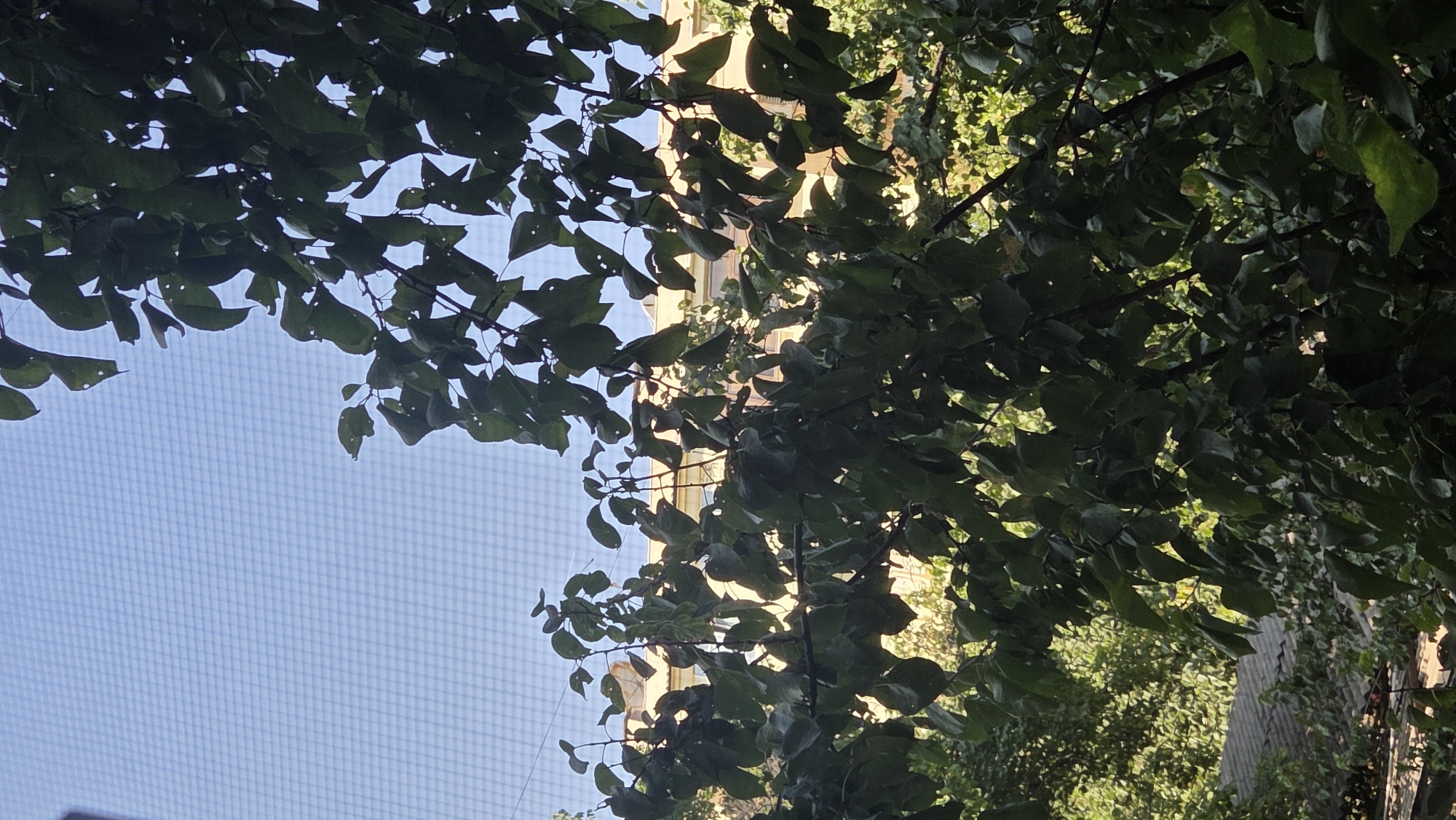 The image depicts a view looking upwards through dark green foliage of trees against a light blue sky. The sky is overlaid with a fine grid pattern, suggesting it may be viewed through a screen or net. In the mid-ground, partially obscured by leaves, is a light-colored building with visible windows and architectural details. The lower portion of the image shows more dense greenery and a tiled roof of a structure. The scene is set outdoors, likely in a residential area, with a focus on natural elements juxtaposed with man-made structures. The lighting suggests daytime, with sunlight filtering through the leaves. The context of Tashkent, Uzbekistan, suggests this scene could be from a balcony, window, or garden within the city.