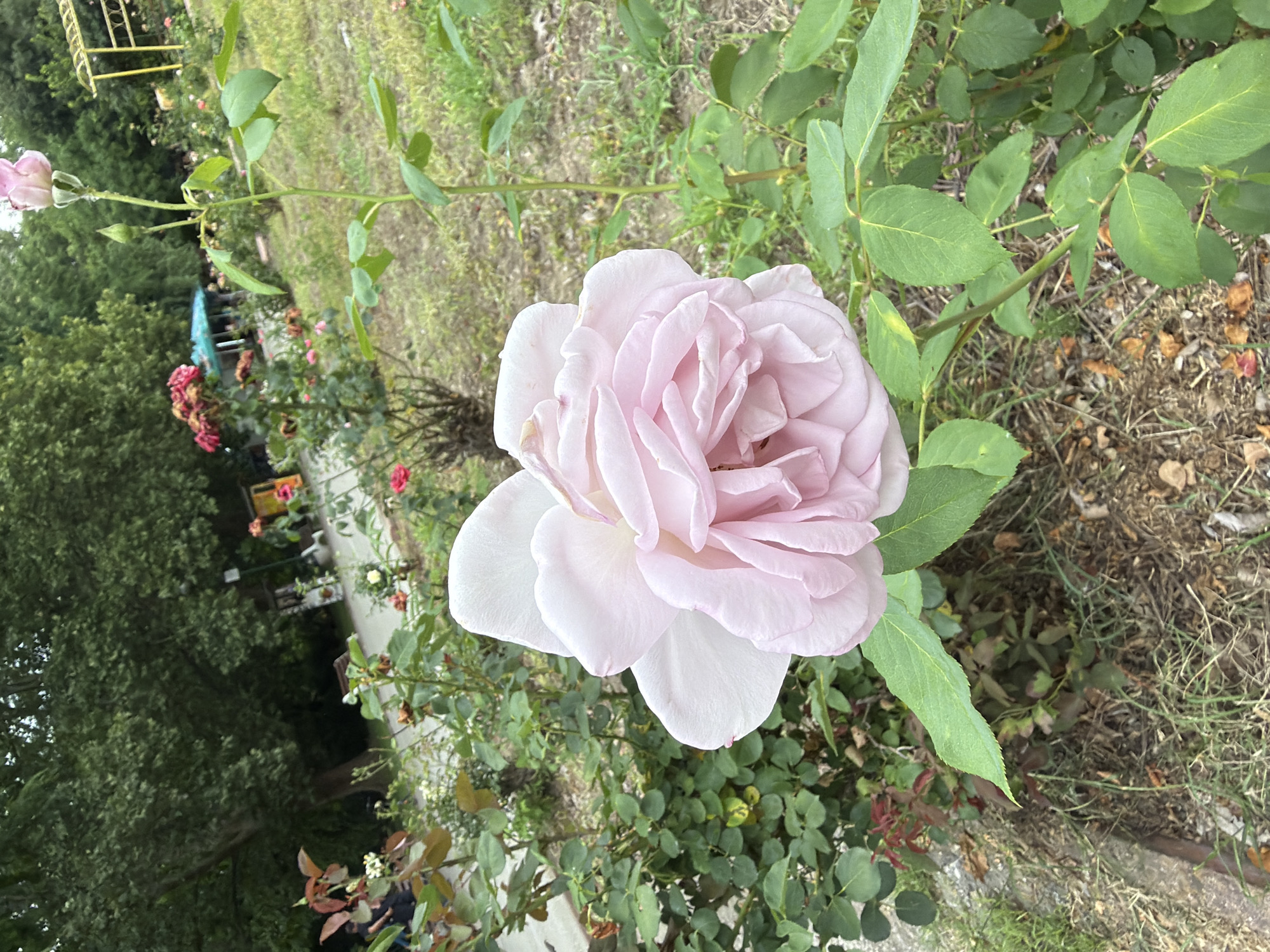 The image captures a close-up of a pale pink rose in a garden setting. The rose is in full bloom, with numerous delicate petals unfurling. Behind the rose, other rose bushes with various shades of pink and red flowers are visible, along with lush green foliage and trees. The ground is covered with dry grass and fallen leaves, suggesting an outdoor park or garden. In the background, hints of park infrastructure, such as a yellow archway, a blue umbrella, and possibly benches, can be observed. The overall impression is that of a serene garden scene, likely in a park, with a focus on the beauty of the blooming roses. While the image does not explicitly show any specific landmarks of Pazardzhik, Bulgaria, it depicts a typical urban park or botanical garden environment that could be found in the city.