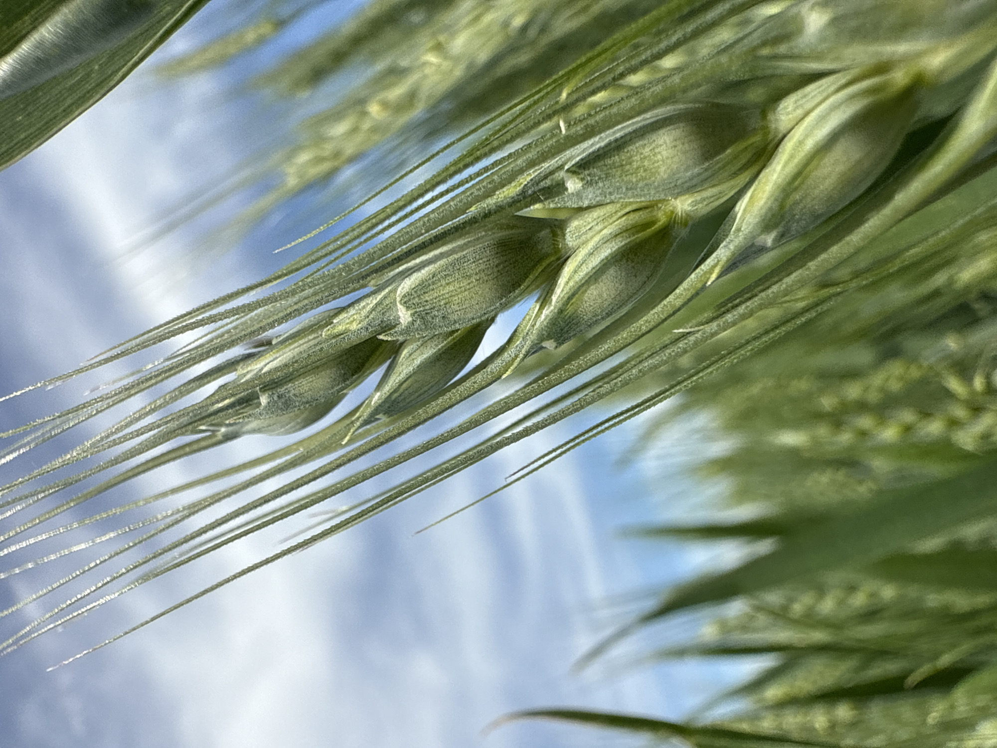 A close-up shot depicts green barley or wheat kernels against a sky with wispy white clouds. The grains are in focus, showing their texture and shape. The image is angled, giving a unique perspective of the barley and sky. It is not possible to determine its location is Strazhitsa, Bulgaria.