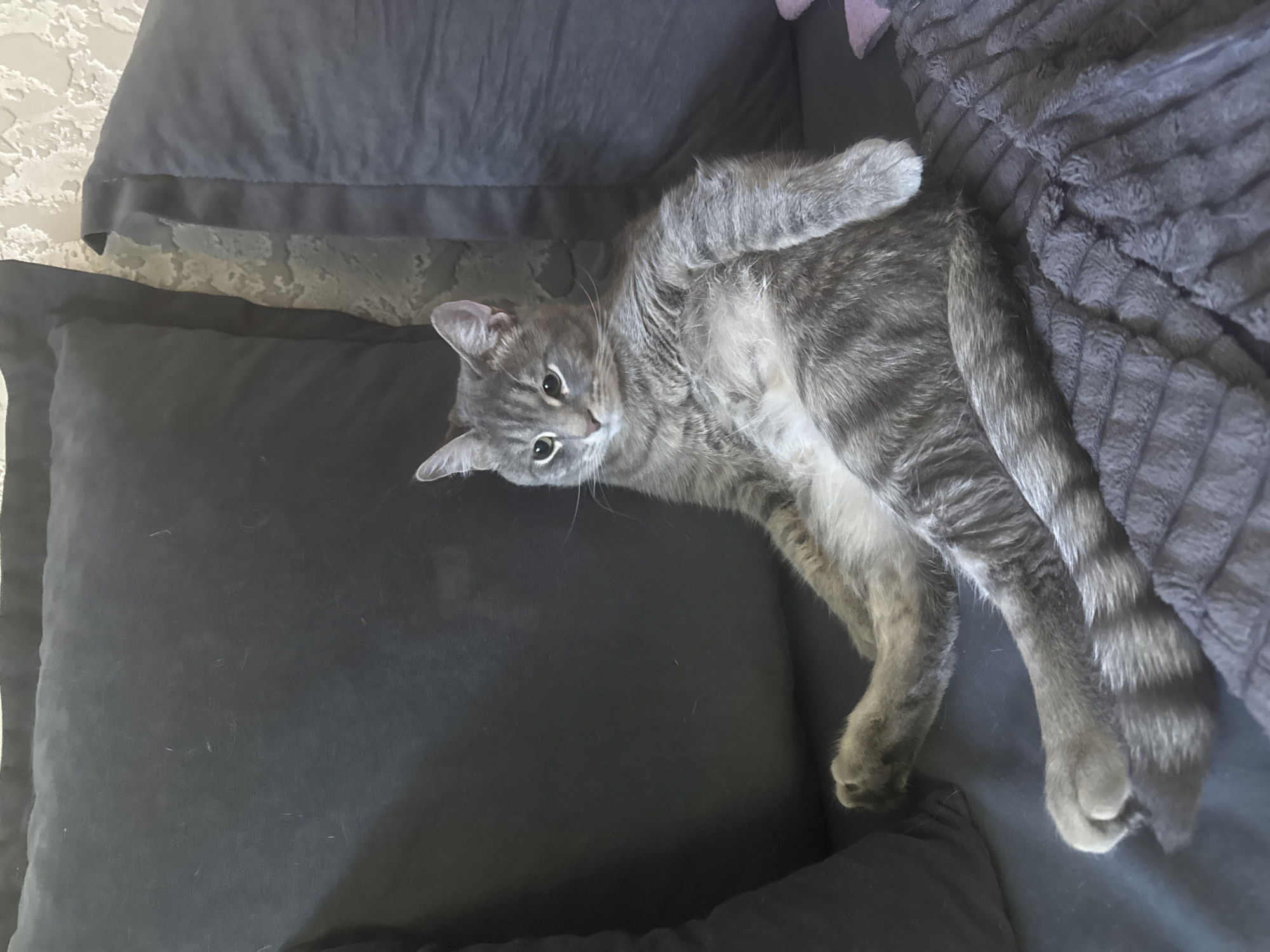 A grey tabby cat is the central subject, lying on its back on a dark grey sofa. The cat has distinctive dark stripes on its light grey fur, with a paler belly. Its head is tilted, and its large, round eyes are focused directly on the viewer, giving it a curious and attentive expression. One front paw is visible, tucked towards its chest, while its hind legs are stretched out.
The cat is positioned on a plush, dark grey or black sofa, which also features matching cushions. To the right, a dark grey, textured blanket or throw is visible, adding to the cozy setting. In the upper left background, a light-colored wall with a subtle, textured pattern, possibly stucco or embossed wallpaper, can be seen.
The scene takes place indoors, likely in a living room or bedroom, and the soft, even lighting suggests it is daytime. The cat appears relaxed and comfortable, engaged in a moment of playful curiosity with the camera. There is no visible text in the image.