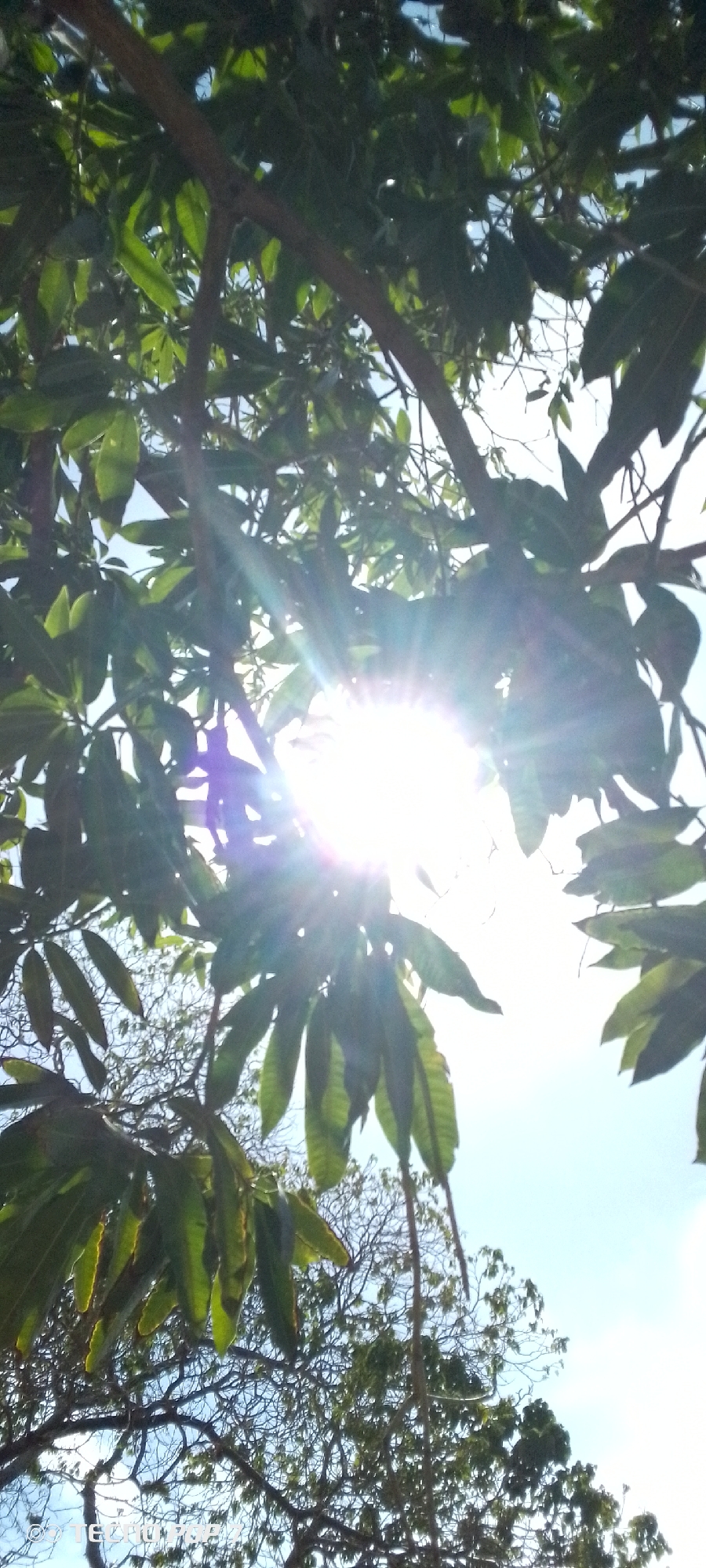 The image, taken from a low angle, depicts a sun-drenched scene through the canopy of trees, likely in Altagracia, Venezuela. The sun is positioned in the center of the frame, its rays shining through the leaves. The leaves are green and partially obscure the sunlight. Below the main tree canopy is a second tree with a denser network of branches against the clear blue sky.