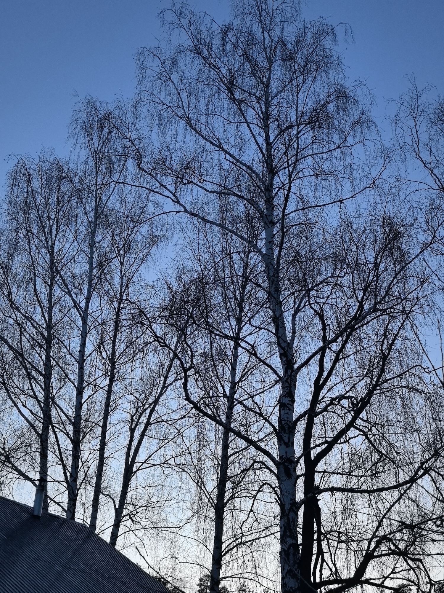 The image depicts a view of several birch trees in Noviy, Russia. It's dusk or early evening, with a blue sky visible through the bare branches. The trees are silhouetted against the sky. The roof of a building is visible in the lower left corner. A chimney is on the roof.