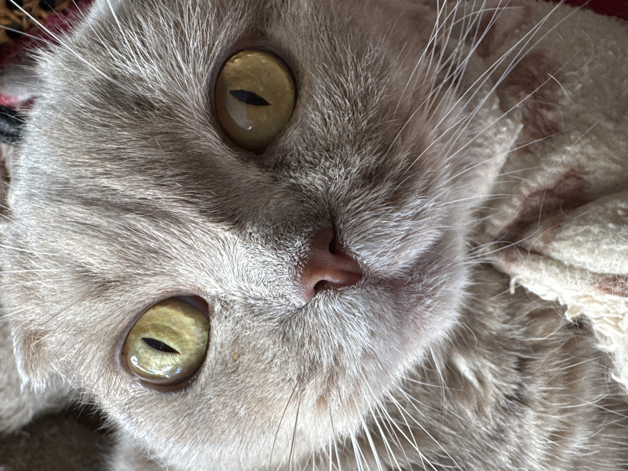A close-up, eye-level, medium shot of a light brown Scottish Fold cat's face is captured in this image. The cat's fur is short and soft, with lighter shades around its nose and mouth. Its large, round eyes are a striking golden-yellow color with vertical black pupils. The cat's nose is a soft pink, and its whiskers are long and white, fanning out from its muzzle. The cat appears to be resting on a textured, light-colored blanket, possibly with red accents visible in the background. The lighting is soft and diffused, highlighting the cat's features. The image is sharp and detailed, with no discernable city location or human presence.