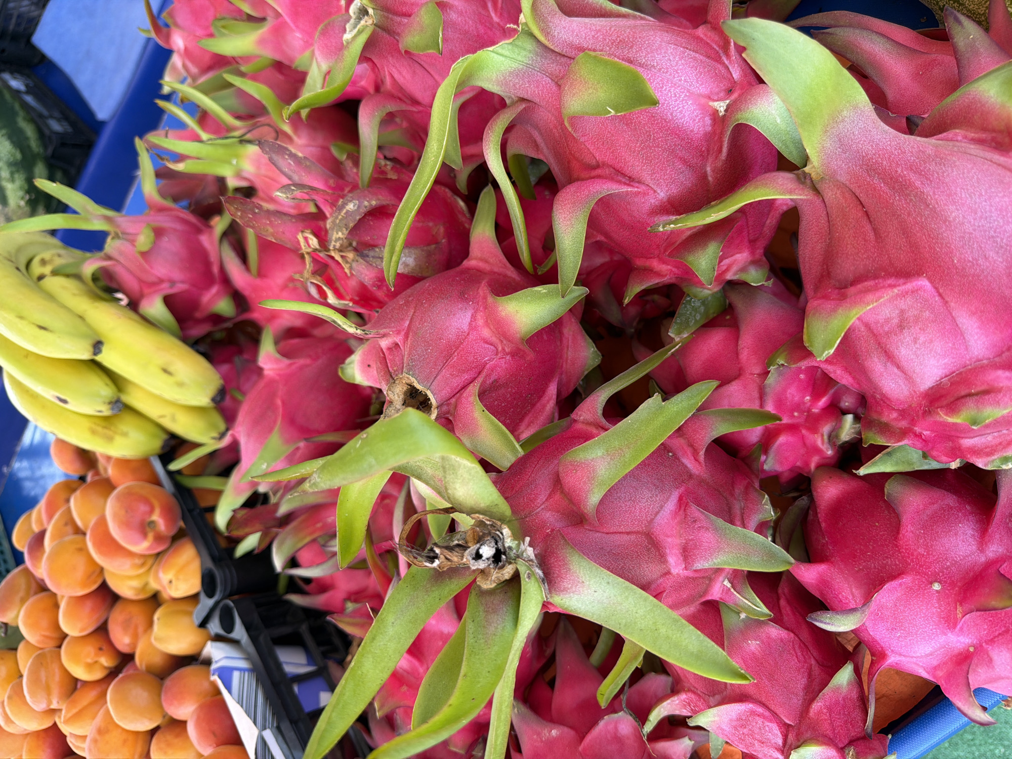 The image displays a close-up view of a market stall in Kemer, Turkey, overflowing with fresh produce. In the foreground, a vibrant pile of dragon fruits with their distinctive pink skin and green, leaf-like scales dominates the frame. Behind the dragon fruits, a collection of bright orange apricots is visible, some nestled in a black plastic crate with a blue and white striped liner. To the right and slightly behind the apricots, a bunch of yellow bananas adds another splash of color to the scene. The overall impression is one of abundance and freshness at an outdoor market.