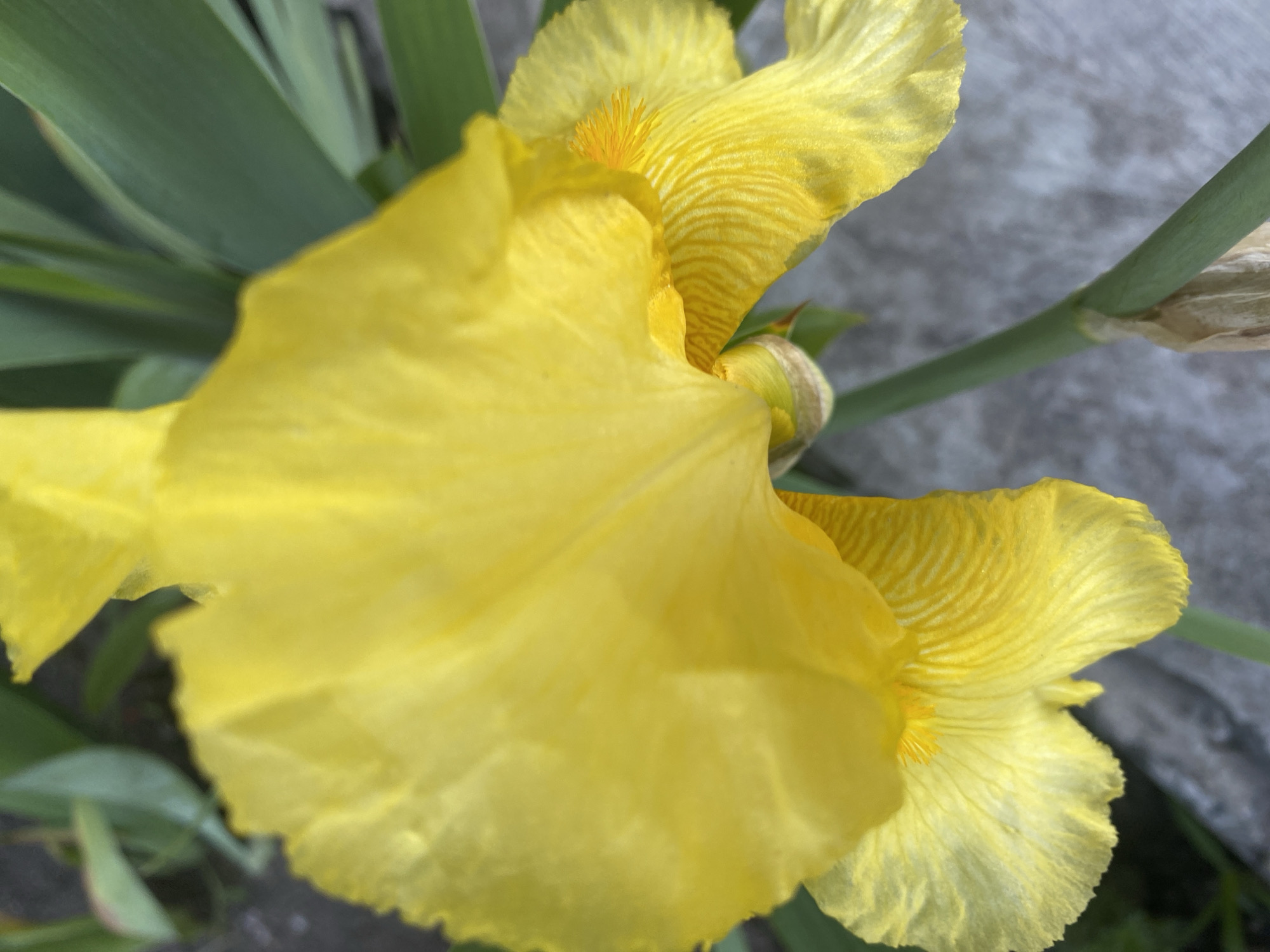 A close-up photograph features a vibrant yellow iris flower in bloom. The petals exhibit delicate striations, particularly noticeable on the upper petals. Green leaves and a stem provide a backdrop. The background is a blurred gray, possibly a concrete surface. The image does not contain any identifiable people or actions. There is no information present to ascertain this photo was taken in Dnipro, Ukraine.