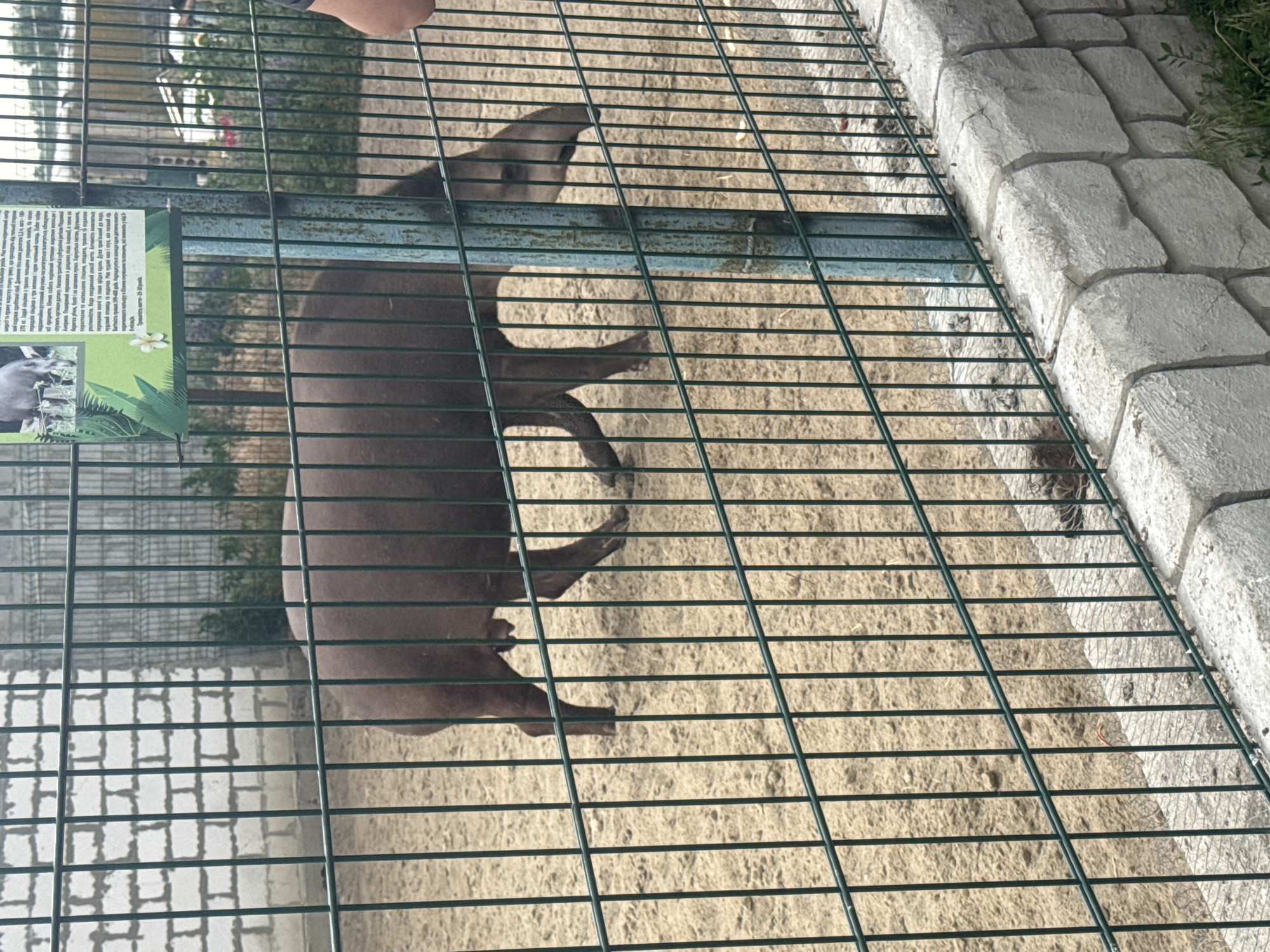 An adult tapir is observed inside a fenced enclosure at a zoo. The tapir is a medium-sized mammal with dark brown fur, a prehensile snout, and short legs. It is standing in an enclosure with a sandy ground and a low stone wall. The enclosure is surrounded by a green metal fence. In the background, a brick wall and some greenery are visible. A sign with text in Ukrainian is attached to the fence, providing information about the tapir. The overall scene suggests a zoo environment.