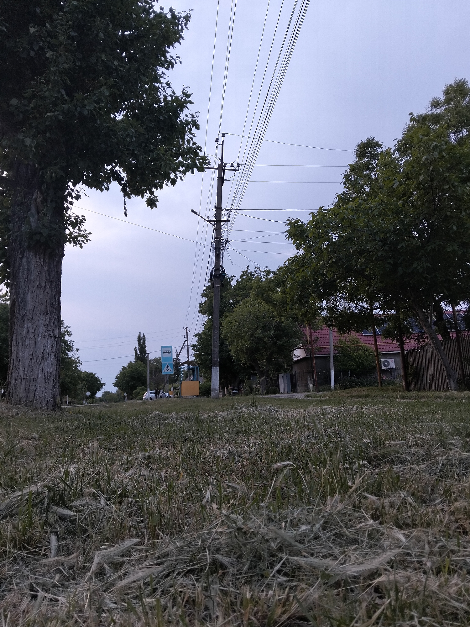 This image depicts a low-angle street view in the city of Biliaivka, Ukraine, under an overcast, pale grey sky. The immediate foreground features dry, matted grass densely interspersed with a significant amount of white, fibrous seed material. On the far left, a large tree trunk with deeply textured bark rises out of frame, its dense green foliage partially visible in the upper left quadrant. A road or dirt path extends into the midground, where several light-colored vehicles are faintly visible in the distance.
To the right of the large tree, a blue and white road sign is erected, indicating a bus stop (marked with a bus icon) above a pedestrian crossing sign. Adjacent to this sign is a yellow rectangular structure, possibly a shelter or utility enclosure. Immediately to the right of the yellow structure stands a concrete utility pole, heavily adorned with multiple overhead electrical and communication wires that extend across the sky. Further right, a row of trees partially obscures a residential building featuring a reddish-brown tiled roof equipped with solar panels. An external air conditioning unit is visible mounted on a structure behind these trees, next to a wooden fence. No discernible human figures or specific actions are clearly present within the scene.