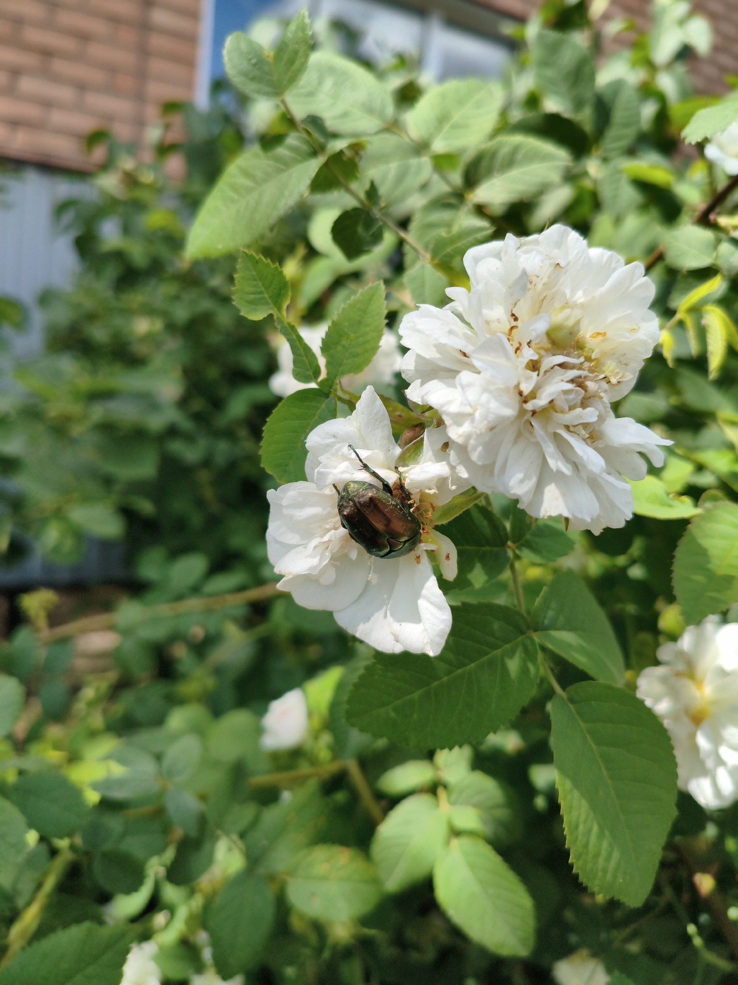 The image shows a close-up of white rose bushes with a beetle on one of the flowers. The beetle is brown and green, and it is resting on a white petal. The roses are in bloom, and the leaves are green and healthy. The background is blurred, but it appears to be a garden with a brick wall and a window. There are no people visible in the image. The image is taken in natural light, and the colors are vibrant. The location is identified as the city of Orenburg, Russia.