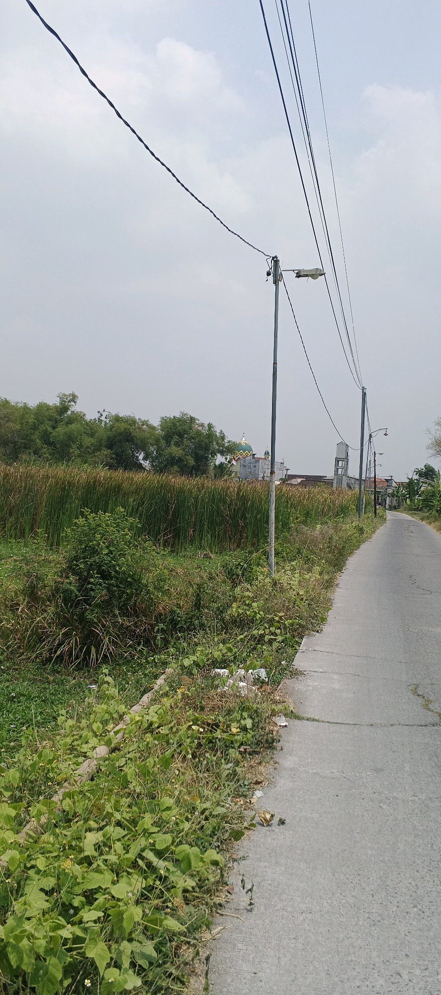 The image depicts a rural roadside scene in Pringgoboyo, Indonesia. A paved road curves to the right, bordered by a dense growth of tall, green reeds and various other vegetation. Several utility poles with overhead power lines and streetlights are visible along the roadside. In the background, behind the reeds, a building with a green domed roof, possibly a mosque, and other structures can be seen. The sky is overcast. The scene appears to be devoid of people and animals.