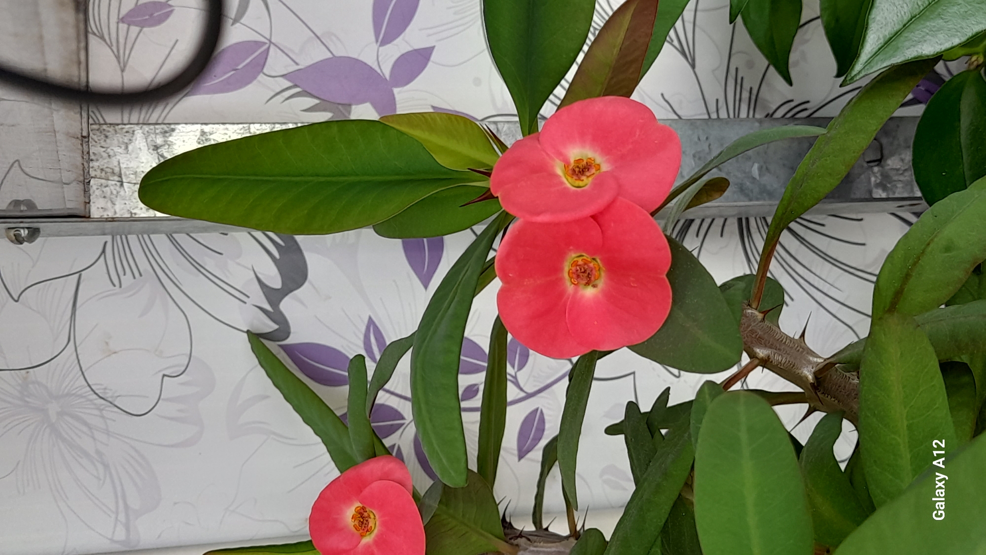 A close-up, vertical shot captures a Christ thorn plant with bright pinkish-red flowers against a patterned wallpaper. The plant's thorny stem and lush green leaves are visible, with some leaves showing a reddish tinge. In the background, the wallpaper features a large, abstract floral design in shades of gray and purple. The image is a photograph, likely taken with a smartphone, as indicated by the "Galaxy A12" watermark in the bottom left corner. The scene appears to be indoors or on a covered porch, given the wallpaper and what looks like a metal post to the right of the plant. There are no people present in the image, and no specific location in Марковский, Russia, can be identified from the visual information provided.