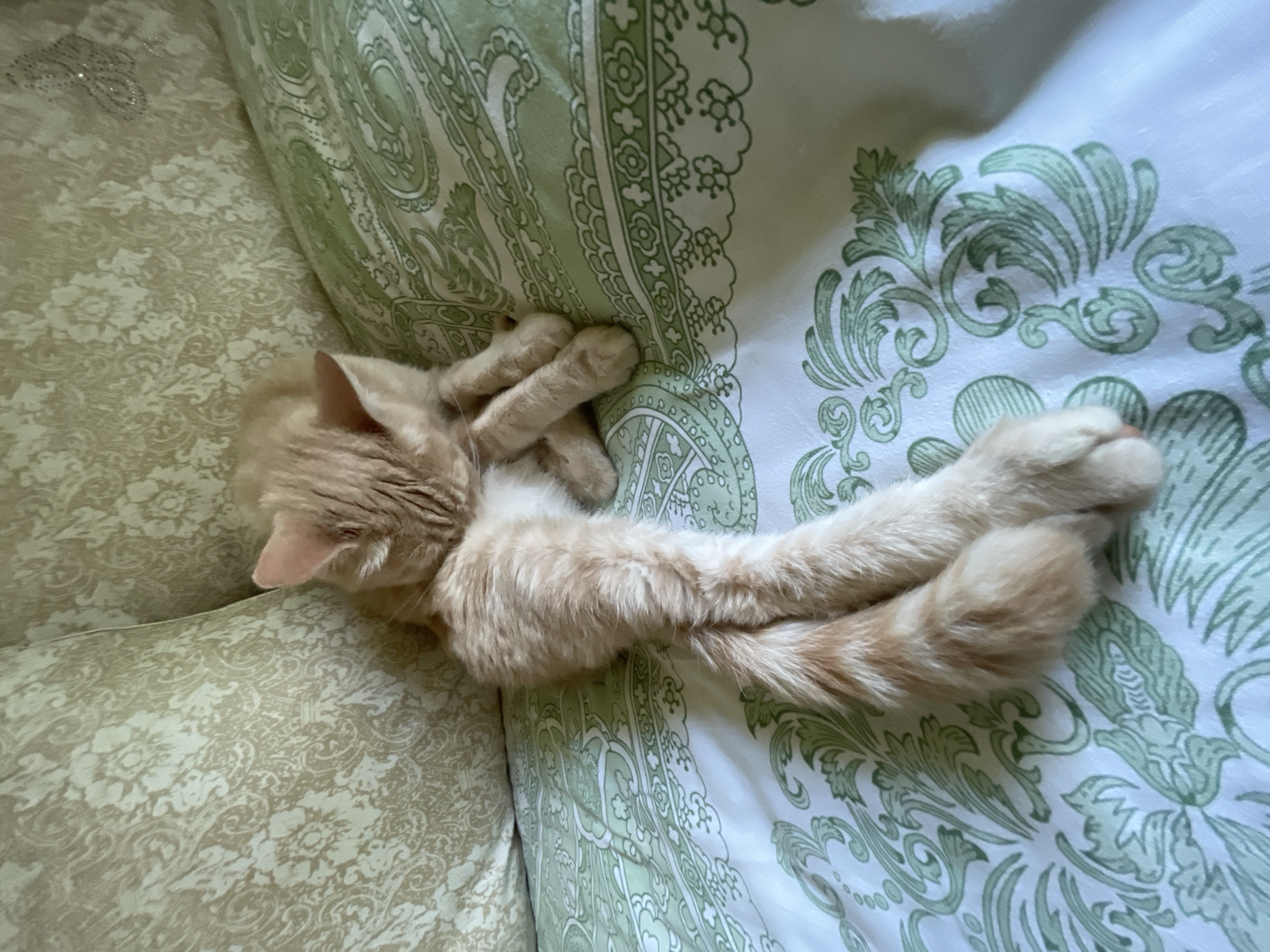 In this close-up, high-angle shot, an orange tabby cat is curled up and sleeping on a patterned surface. The cat's fur is a light orange with darker tabby markings visible on its tail and legs. Its paws are tucked in, and its body is elongated and relaxed. The cat's head is turned away from the camera, with its ear slightly visible.
The cat appears to be resting on a surface with two distinct patterns. To the left, there is a light beige fabric with a faded, intricate floral pattern. To the right, there is a white fabric with a repeating green damask or paisley-like design. The combination of fabrics suggests the cat might be on a sofa or bed with decorative pillows or a throw.
The lighting is soft, indicating it could be daytime, possibly indoors. There are no visible signs of text in the image. The overall mood is peaceful and tranquil, capturing a moment of a domestic animal at rest. The location context is Коротиха, Russia.